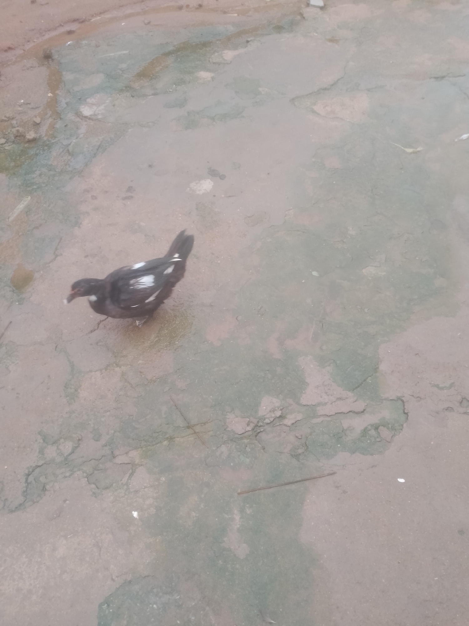 A single, dark-colored chicken with white markings on its wings stands on a wet, textured surface. The chicken is facing left and appears to be pecking at the ground. The surface is a mix of light brown and greenish-gray colors, with cracks and patches of what appears to be dried mud or concrete. Several small, white specks are visible on the surface, possibly debris or water droplets. A thin, dark stick lies horizontally across the surface to the right of the chicken. The lighting suggests it could be daytime, and the wetness of the ground indicates recent rain or damp conditions. The scene appears to be an outdoor ground surface, possibly a courtyard or pathway, in Jalingo, Nigeria. There is no visible text in the image.