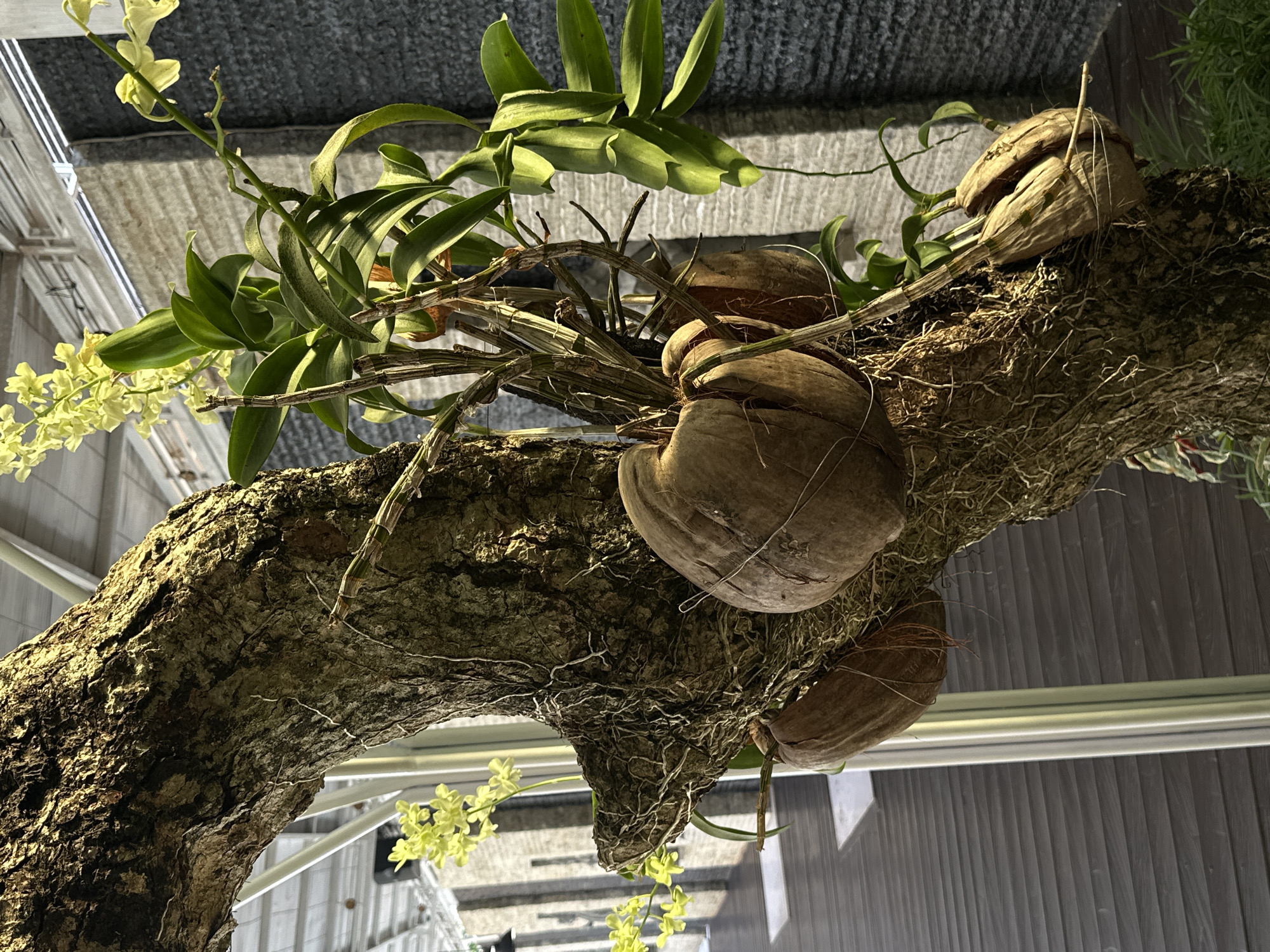 An orchid is mounted to a large, gnarled tree trunk. The orchid has green leaves and delicate yellow flowers. The tree trunk is covered in aerial roots and has three coconuts attached to it. The coconuts are split in half and used as planters for the orchid. The background shows a blurred indoor environment with wooden flooring and a textured wall. The scene appears to be a horticultural display.