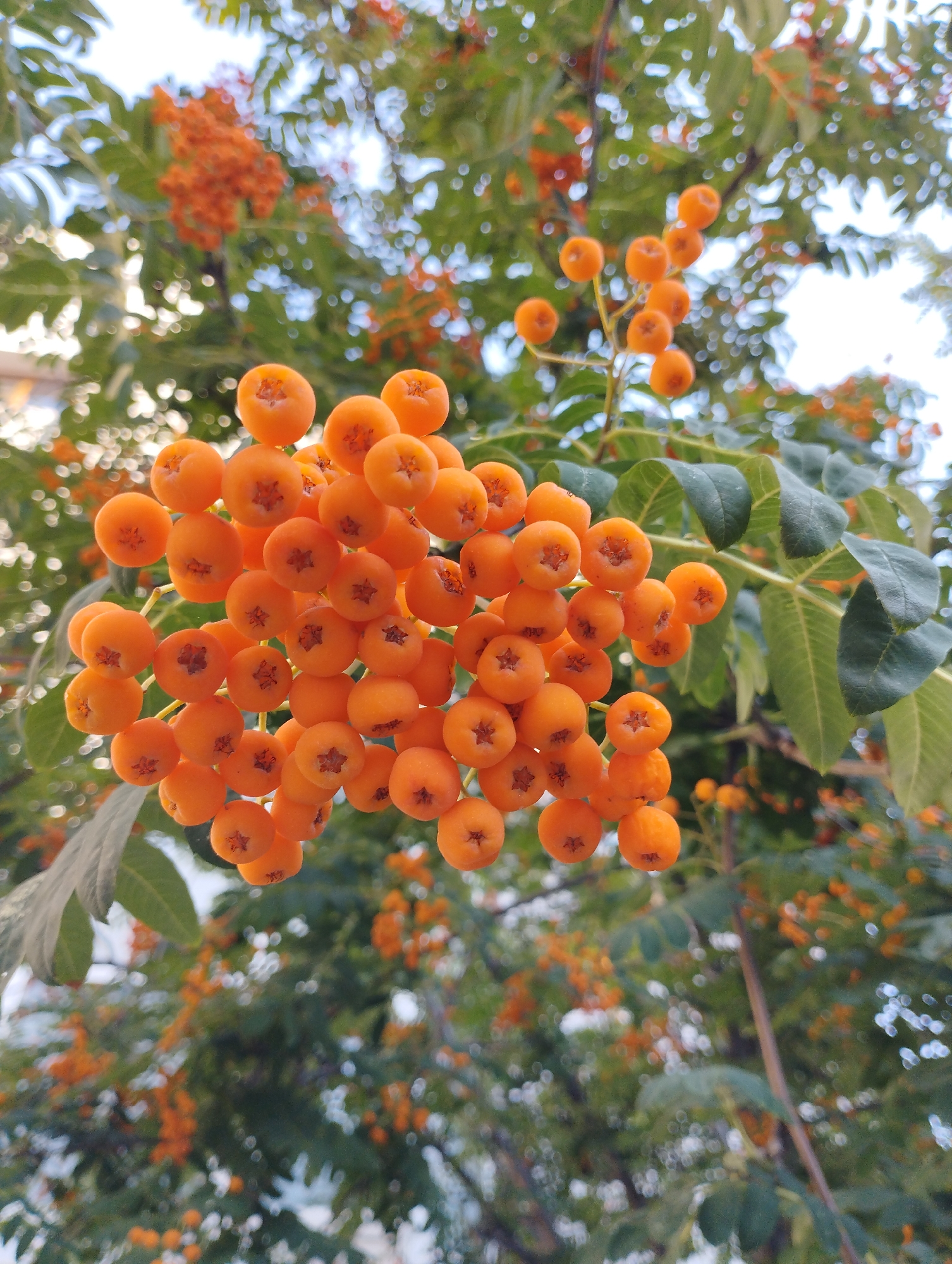 A cluster of bright orange berries hangs from a branch of a tree against a blurred background of green leaves and other orange berries. The berries are small and round, with a star-shaped pattern on their tops. They are clustered together in dense bunches. The leaves are a vibrant green and appear to be pinnately compound. The background is out of focus, creating a bokeh effect with circles of light. The image appears to be taken outdoors, likely during the daytime, possibly in a park or garden setting. There are no people or animals visible in the image.