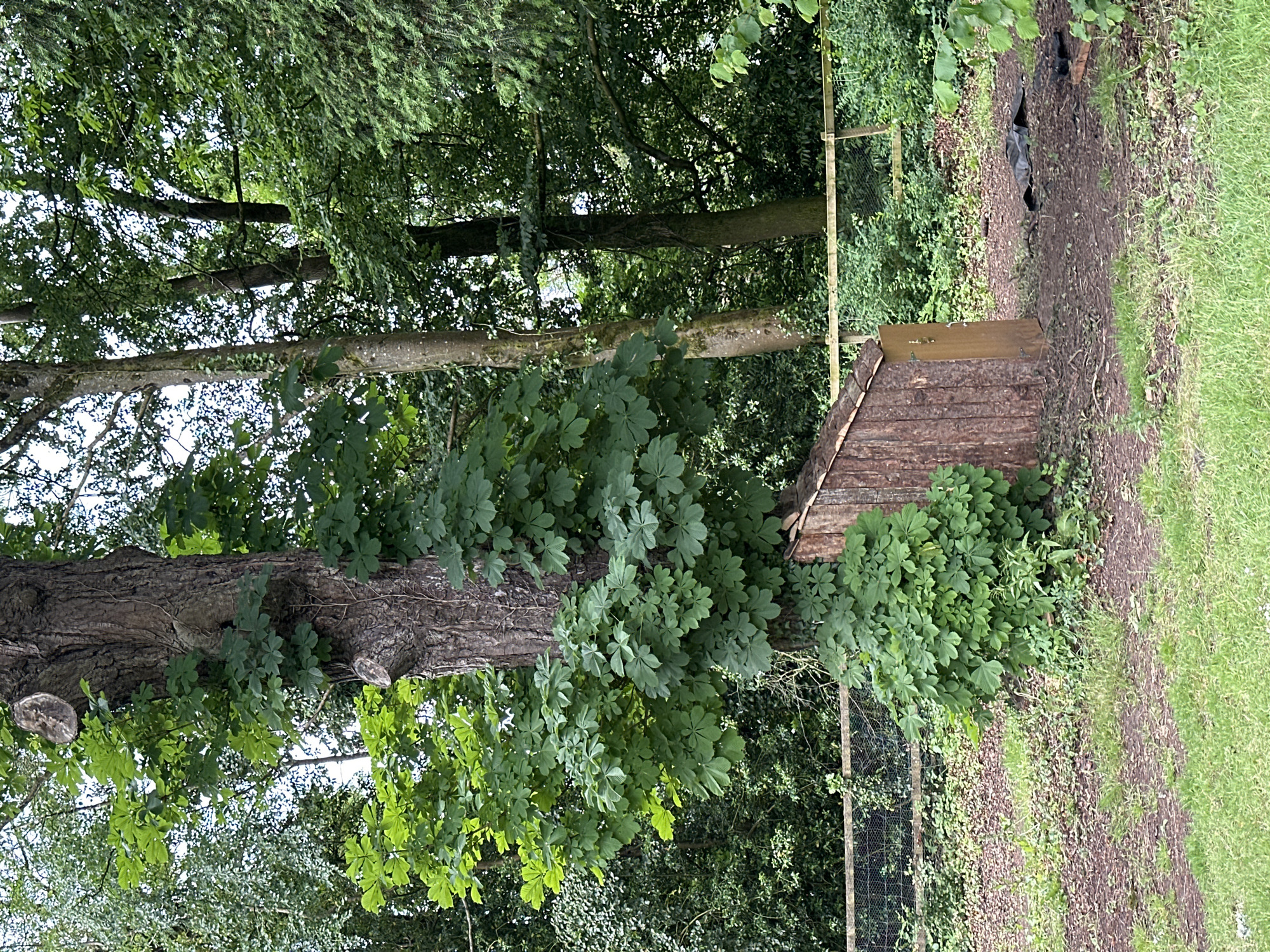 An outdoor, medium-shot, eye-level photograph shows a rustic wooden shed with a slanted roof situated at the base of a large tree. The shed, constructed from vertical wooden planks, has a single, narrow, light-brown door that is ajar, revealing a small, dark interior. The shed's roof is also made of wood. The tree trunk is thick and textured, with several cut branches visible at varying heights. Lush green leaves of a bushy plant surround the base of the tree and partially cover the left side of the shed. The ground is covered with a mixture of dry leaves, dirt, and patches of green grass. A wooden fence with wire mesh runs horizontally behind the shed and tree. The background consists of dense green foliage, including other trees and undergrowth, suggesting a woodland or garden setting. The lighting appears to be overcast. There are no people or animals visible in the scene.