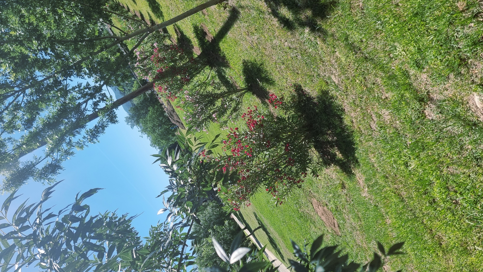 This is a sunny, medium-angle, full shot of a sloped grassy area with several ornamental shrubs and trees, located in Montagut i Oix, Spain. In the foreground, a dark-leafed branch with visible veins is on the left, partially obscuring the view. Beyond this, a lush green lawn slopes upwards. Several shrubs with abundant small red and pink flowers are planted in a line along the slope, casting shadows on the grass. Two taller trees, with green leaves and some white blossoms, are positioned behind the shrubs, also casting shadows. The background shows more trees and a hazy, mountainous landscape under a clear, bright blue sky. The overall impression is of a well-maintained garden or park in a rural or semi-rural setting.