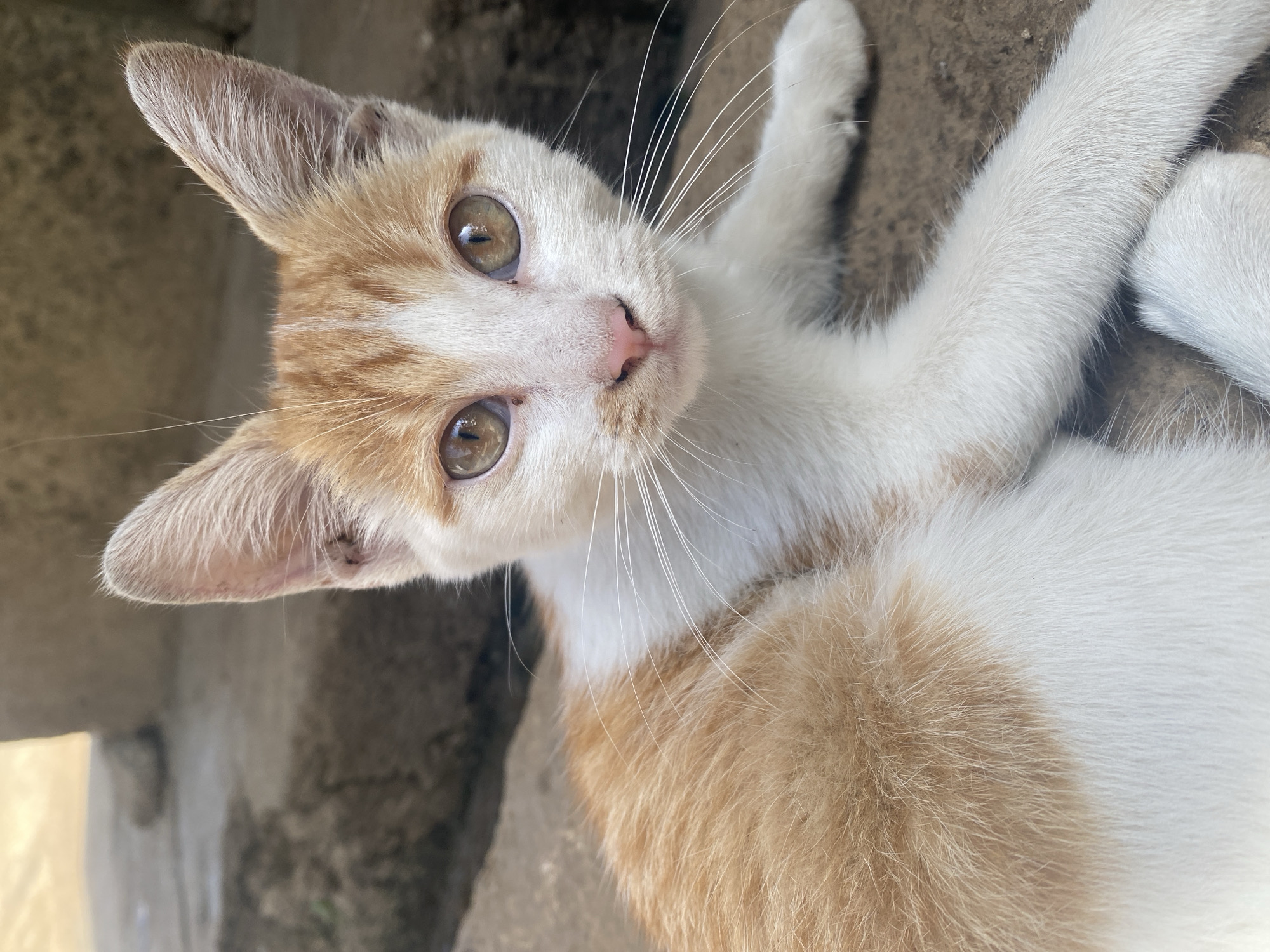 This close-up image features a ginger and white cat lying on a textured, light brown or grey concrete surface, appearing relaxed. The cat's fur is predominantly white, with distinctive patches of light orange or ginger on its head, ears, and portions of its body. Its large, round eyes are a striking amber or greenish-brown, reflecting the light and showing a direct, curious gaze towards the viewer. A small, pink nose and long, white whiskers add to its expressive face. The pointed ears are erect, with fine, light fur visible inside.
The cat's body is partially visible, showing white fur on its paws and chest, with some orange patterning on its lower body. The pose suggests comfort, possibly lying on its side or back. The background is softly blurred, emphasizing the cat as the main subject. The lighting is bright and natural, indicating a daytime scene with clear weather. There is no visible text in the image. The setting is an outdoor area in Maigizo, Nigeria.