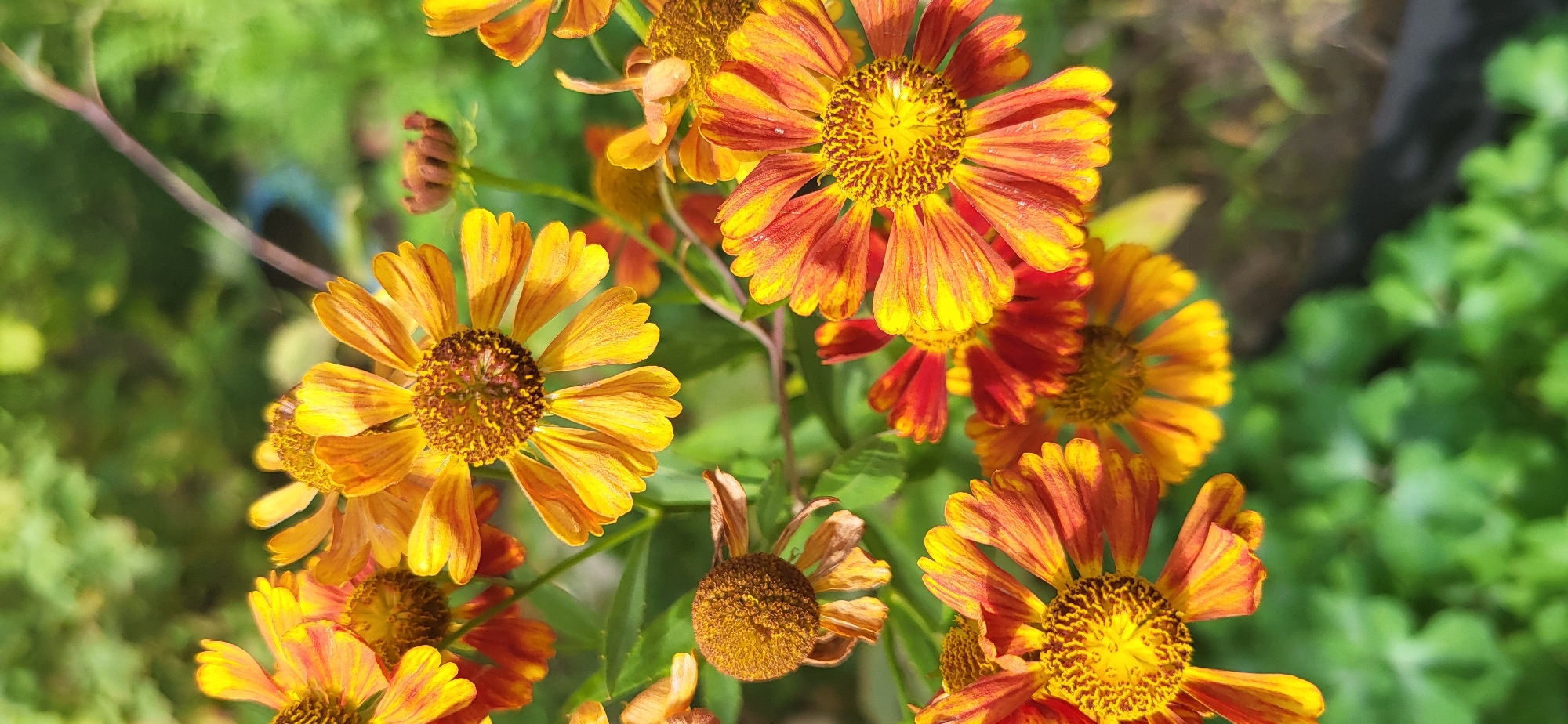 The image displays a close-up, vertical view of several orange and yellow daisy-like flowers in bloom. The flowers have prominent brown and yellow centers surrounded by numerous ray petals. Some of the petals have a gradient of color, transitioning from red at the base to yellow at the tips. The background consists of blurred green foliage, suggesting an outdoor garden setting. The lighting appears to be natural sunlight, casting gentle shadows and highlighting the textures of the petals. There are no people or animals visible in the image. The scene is static and focused on the botanical details of the flowers.