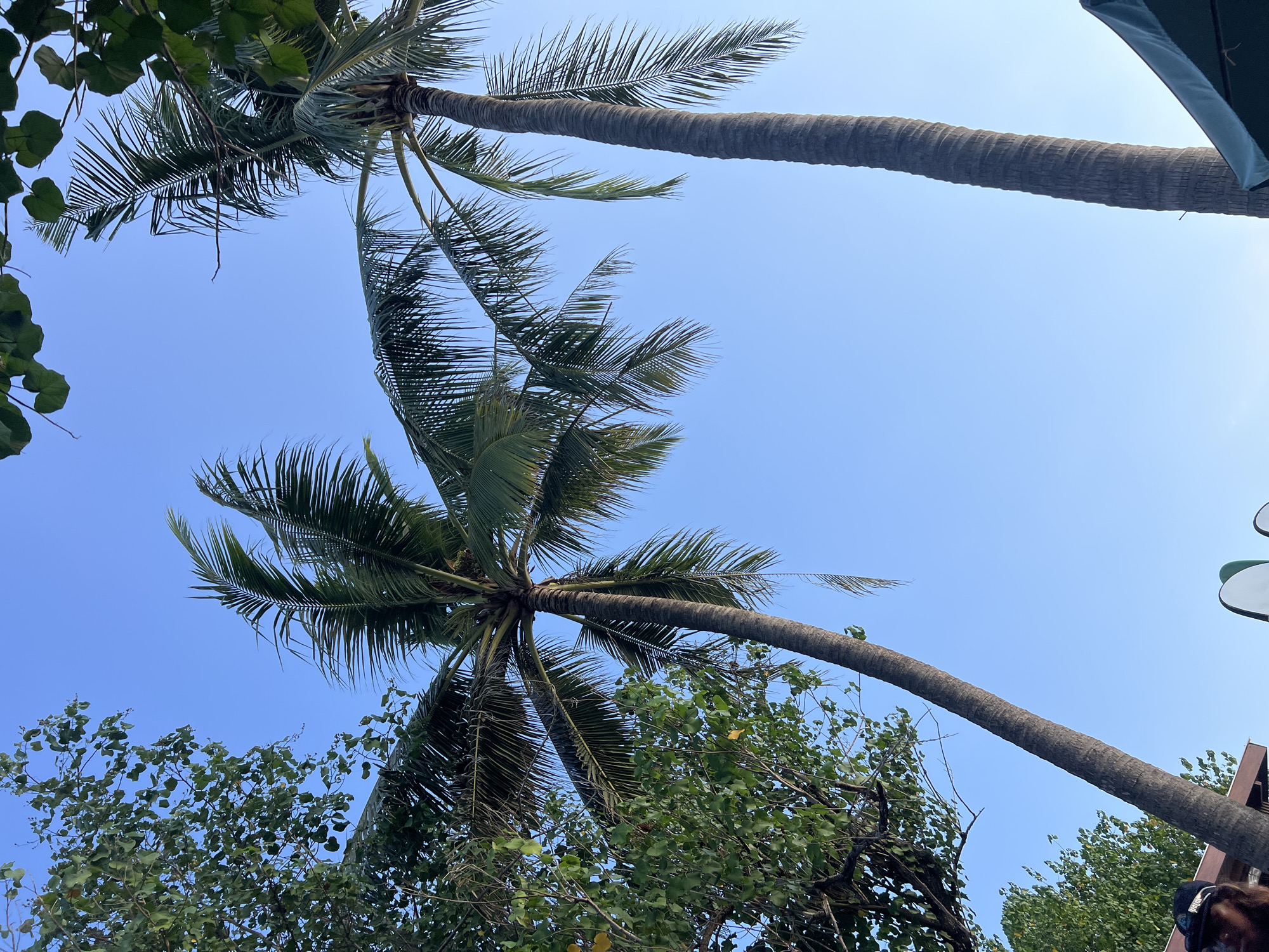 In Kuta, Bali, Indonesia, two palm trees are prominently featured against a clear blue sky. The tree on the left leans to the left, with its fronds reaching outwards, while the taller tree on the right stands straighter. Lush green foliage from other trees frames the scene from the top and left edges. The lower portion of the image shows a glimpse of a dark-colored umbrella, likely part of a beachside establishment, and a portion of a person wearing a dark cap and dark hair.