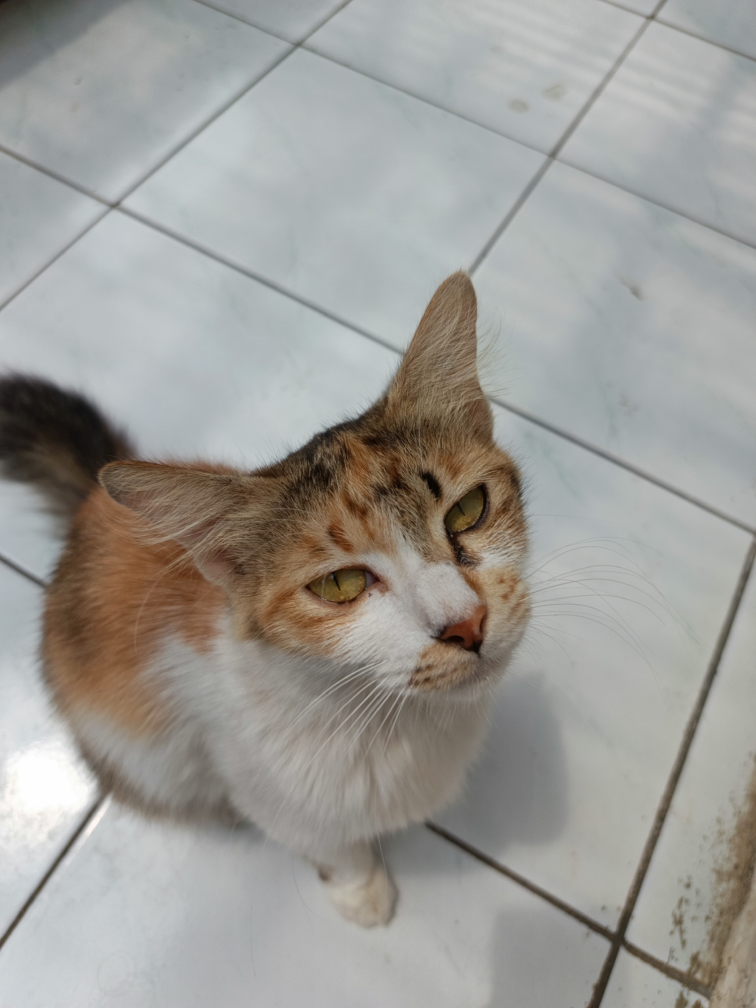 A calico cat is positioned on a tiled floor, looking upward. The cat has white, orange, and brown fur. Its eyes are yellow and appear to be partially closed or narrowed. The floor is made of light-colored tiles with dark grout lines. The image is taken from a high angle, with the cat occupying the majority of the frame. There is no visible indication of the city of Margajaya, Indonesia, in the image.
