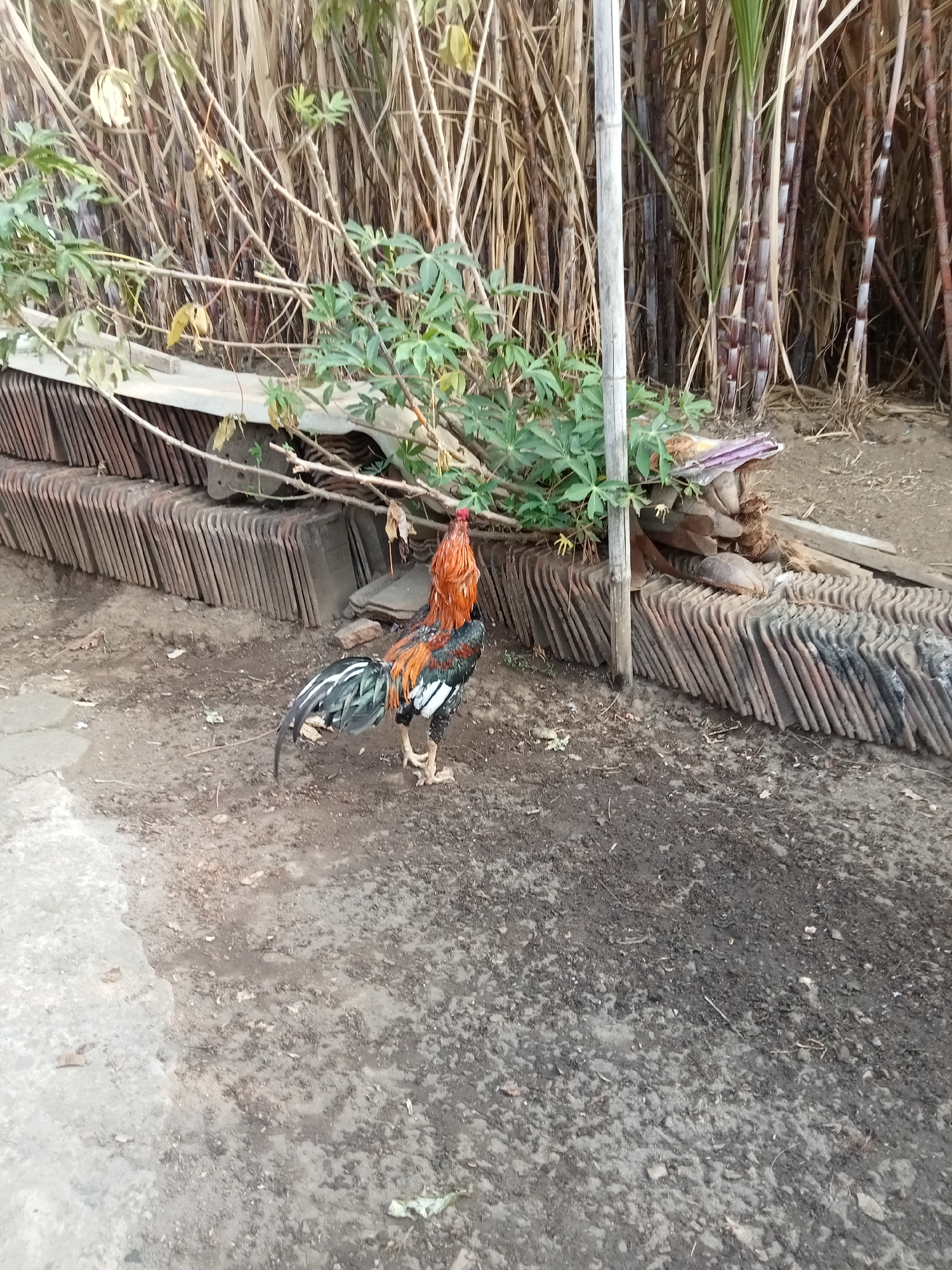 A rooster stands on a dirt and concrete ground in front of a stack of roof tiles and a wall of tall, dry stalks. The rooster has a reddish-brown and black plumage with green and white accents on its tail and wings. It is looking to the left. Behind the rooster, a rough-hewn wooden pole is visible, and beyond that, dense, tall, dry stalks with some green foliage interspersed. The background also shows what appears to be sugar cane stalks with purple banding. The ground is uneven and appears damp in some areas, with scattered leaves and debris. The scene is outdoors and appears to be in a semi-rural or utilitarian area.