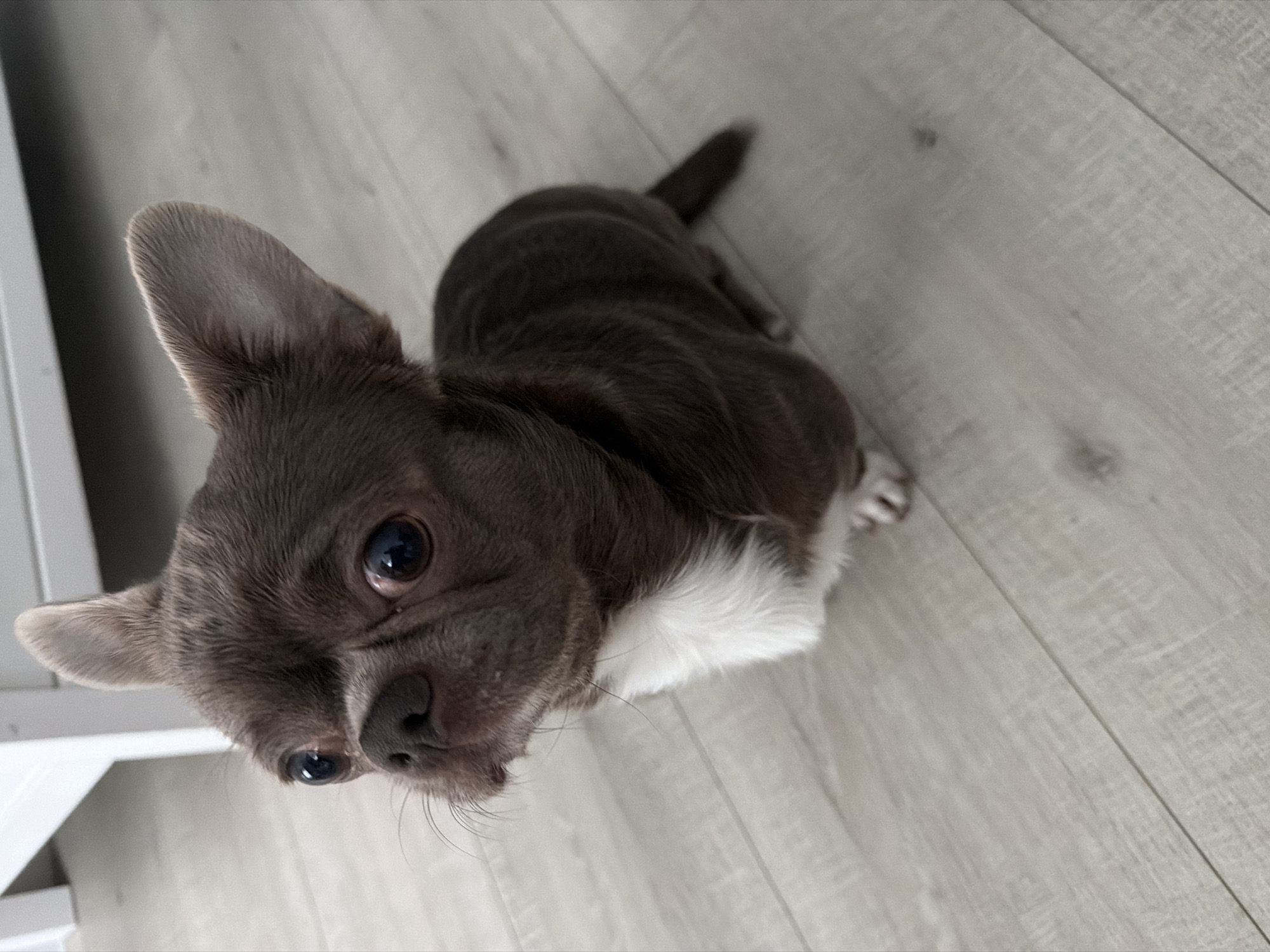 A small, short-haired Chihuahua with predominantly gray-brown fur and a white chest patch sits on a light gray wood-look floor. The dog is angled towards the viewer, with its head tilted up, looking directly at the camera. Part of a white table leg is visible in the bottom left corner of the frame. No indication of the location being Votkinsk, Russia, is present in the image.