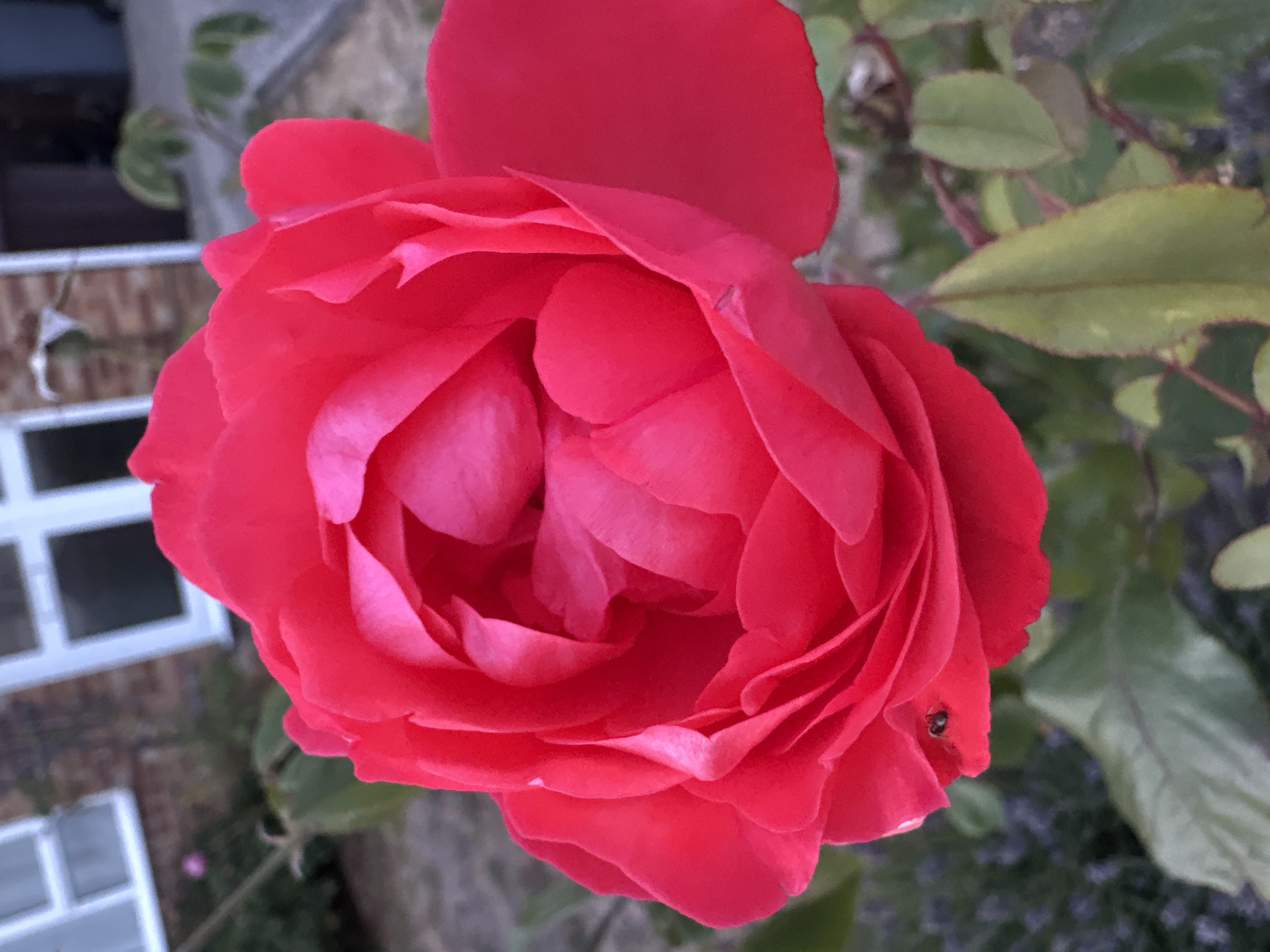 A close-up, eye-level shot captures a vibrant red rose in bloom, its petals unfurling in a delicate spiral. The rose is the dominant subject, filling most of the frame. A tiny black insect, possibly a ladybug, is visible on the lower left edge of a petal. The background is softly blurred, revealing hints of a building with white-framed windows and brickwork, suggesting an urban or suburban environment, potentially in Chelmsford, United Kingdom. Green foliage and darker, smaller flowers, possibly lavender, are also present in the background. The lighting appears to be natural, casting soft shadows and highlighting the rose's textured surface.