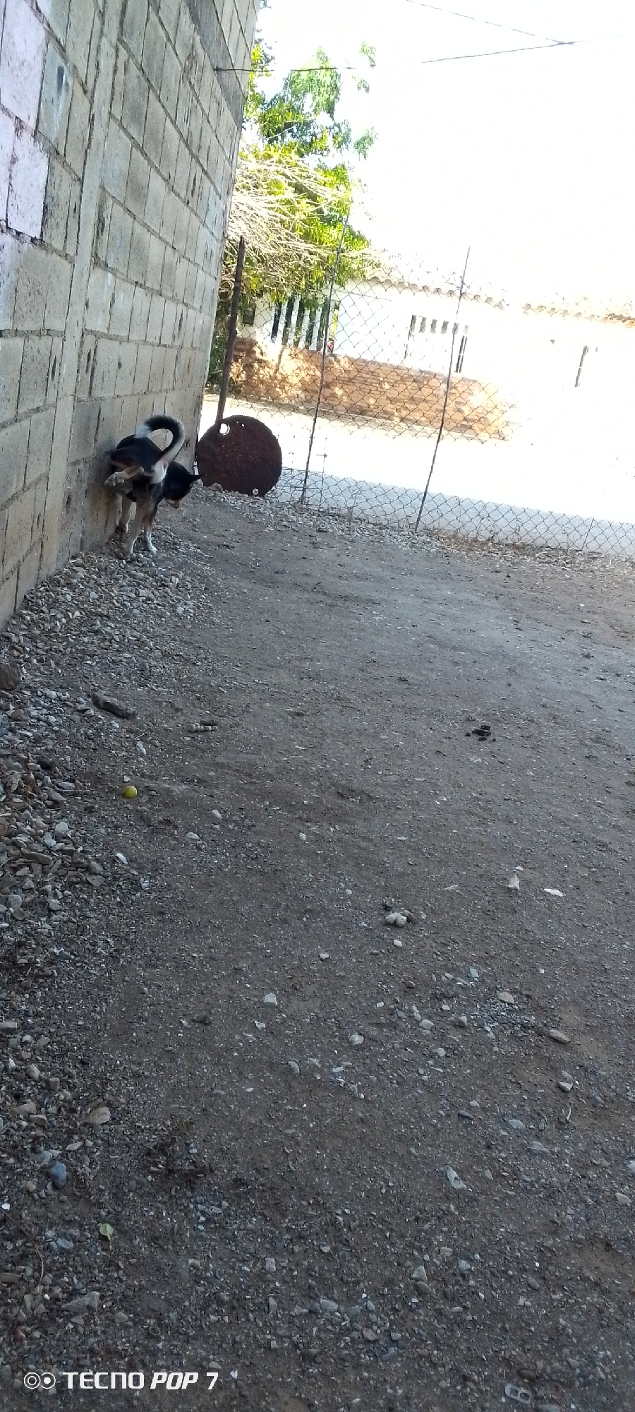 The image shows a dog urinating against a cinder block wall. The dog is mostly black with white markings on its legs and a white-tipped tail. To the right of the dog is a rusty, circular metal object leaning against a wire fence. The ground is covered with gravel. In the background, beyond the fence, a white building is visible through some trees. The image was taken in Altagracia, Venezuela, as indicated in the prompt.