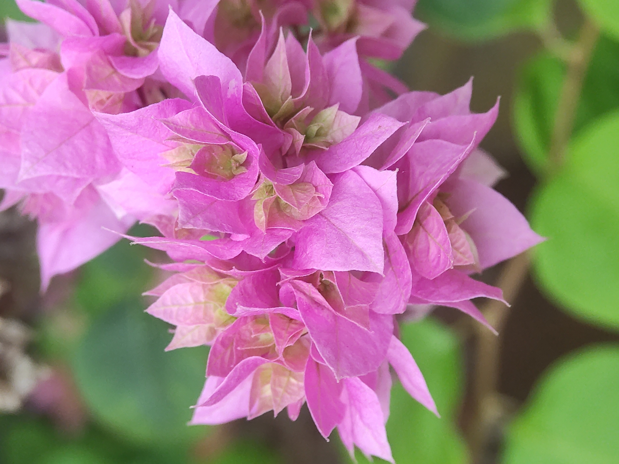 A close-up, slightly overhead shot features a cluster of vibrant pink bougainvillea flowers. The petals are delicate and layered, with some exhibiting a lighter, almost translucent quality, and others a deeper pink hue. Faint green and yellow undertones are visible towards the center of the blossoms. The background is softly blurred, showing out-of-focus green foliage and a hint of brown, suggesting an outdoor setting. The image appears to be taken in Lhokseumawe, Indonesia, where bougainvillea is a common ornamental plant.