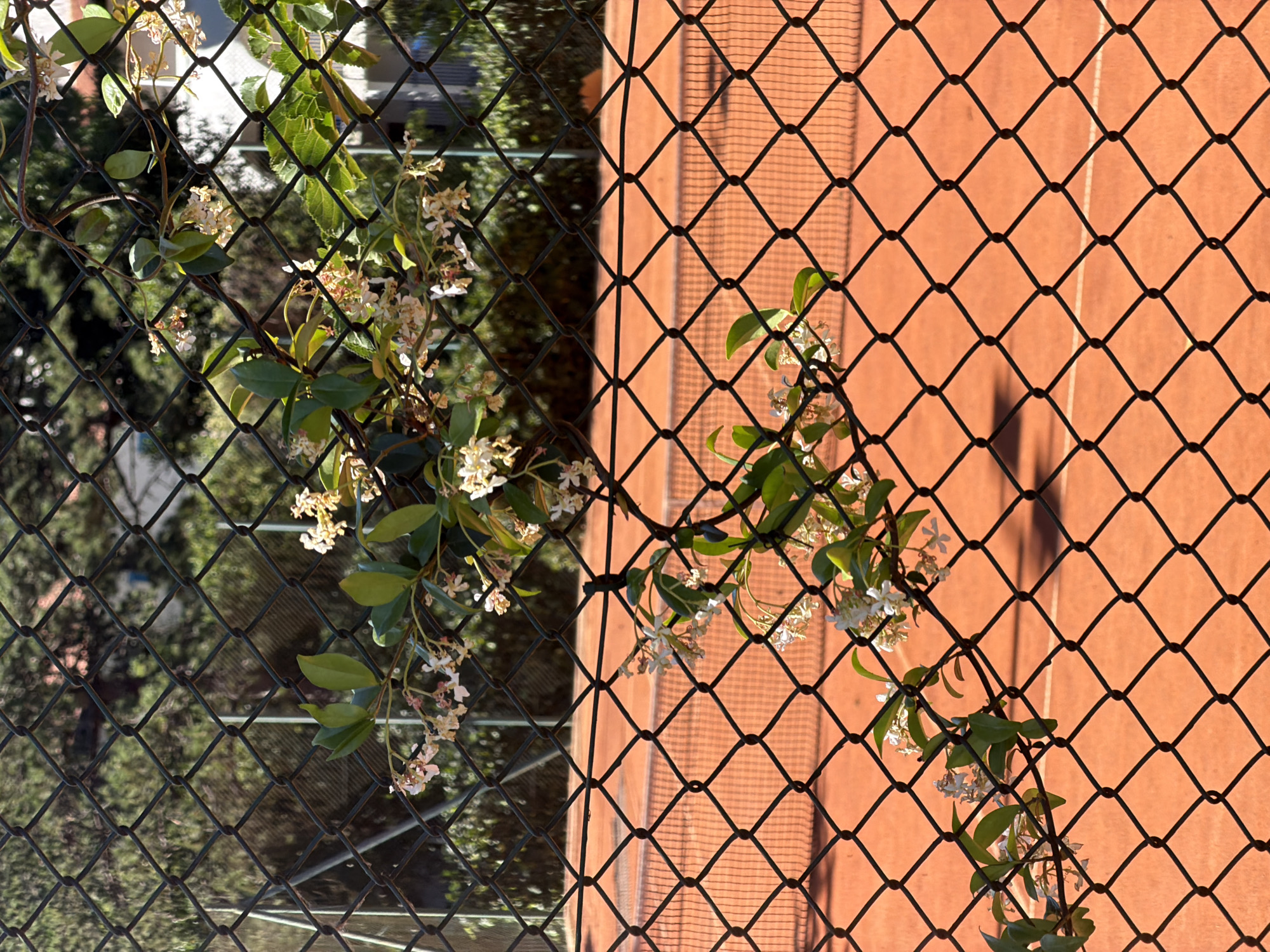 The image shows a section of a chain-link fence, with a flowering vine growing through it. On one side of the fence, a tennis court with a clay surface is visible. The other side reveals foliage, possibly trees. The presence of the tennis court suggests a recreational or residential area. Based on the provided information, the location is Budva, Montenegro.