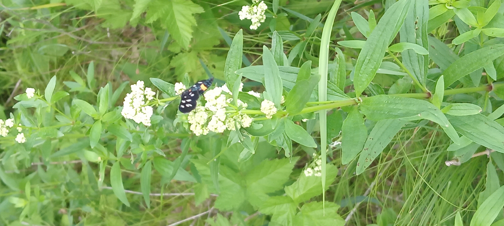In Koviaghy, Ukraine, a black and white butterfly with orange markings is perched on a cluster of small white flowers amidst lush green foliage. The butterfly's wings are adorned with several distinct white spots. The surrounding environment is dominated by green leaves and grass, suggesting an outdoor natural setting. The image is a close-up shot, focusing on the butterfly and the plant it is on.