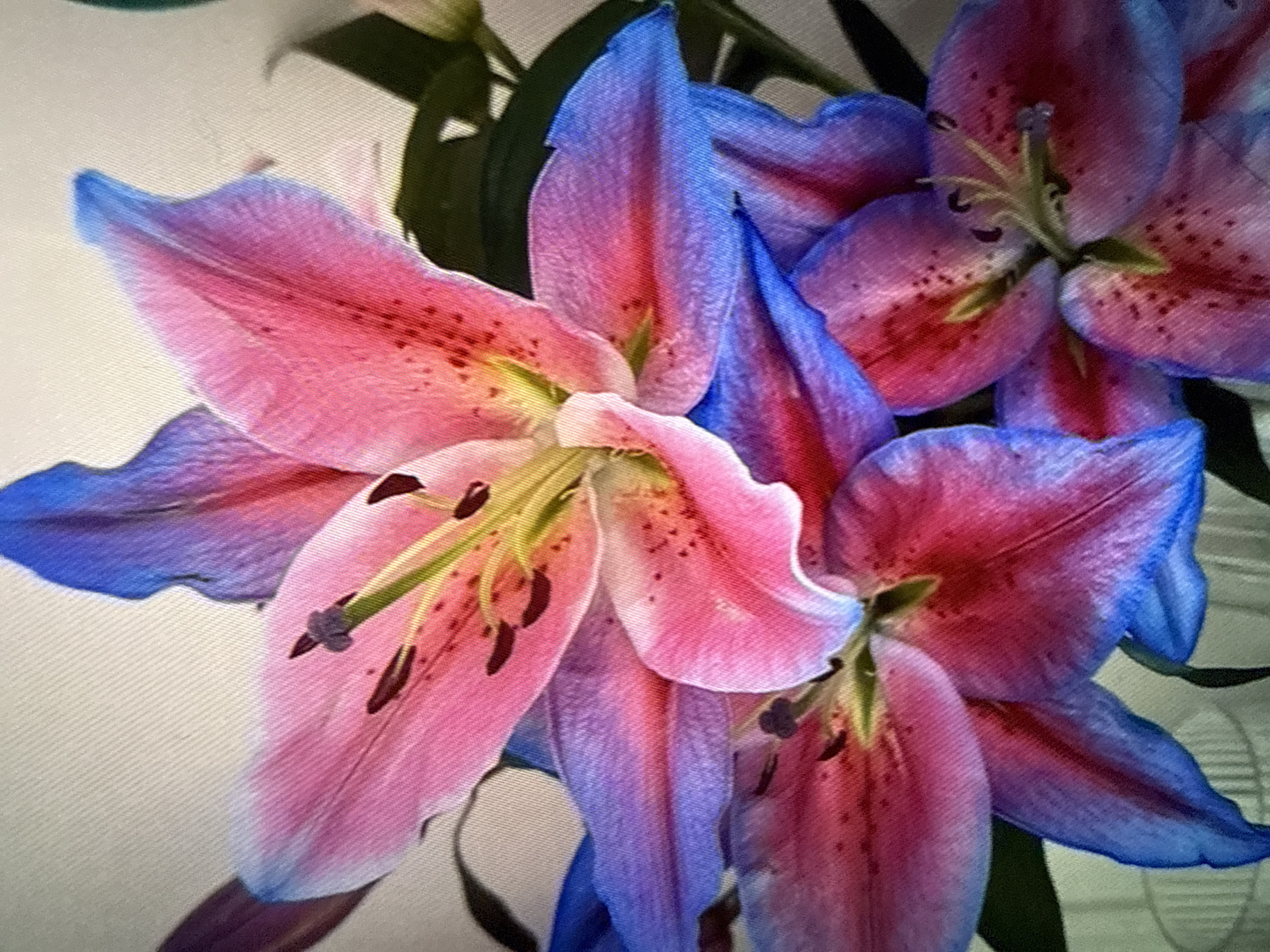 The image shows a close-up of three pink and blue lilies with dark spots on their petals. The lilies are arranged in a cluster with green stems and leaves visible in the background. The location is unknown.