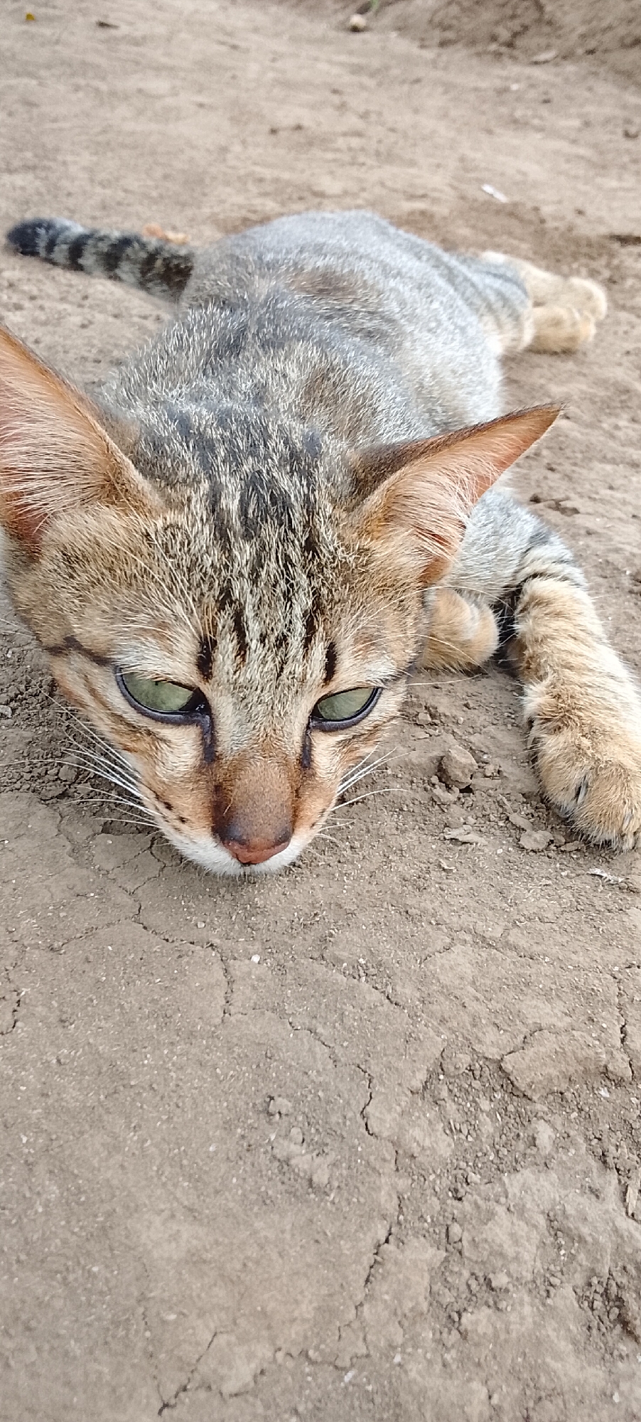 A tabby cat with green eyes is lying on the dry, cracked earth in Padang Dalom, Indonesia. The cat's fur is a mix of gray, brown, and black stripes. Its tail is also striped. The cat is looking down at the ground, with its paws extended in front of it. The background is a blur of dirt and dry vegetation.