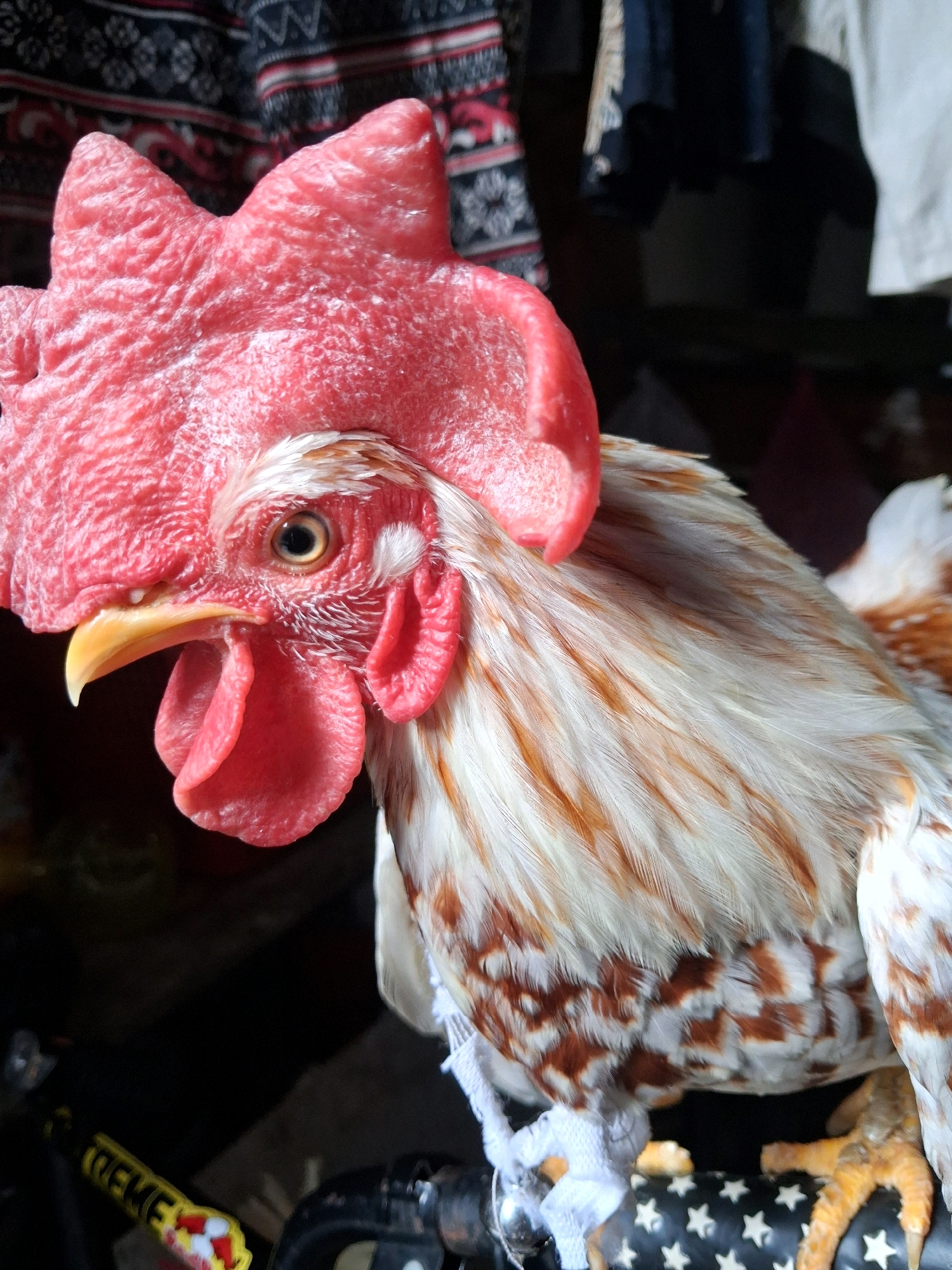 An adult rooster, identified by its prominent red comb and wattles, is depicted in a close-up shot. The rooster has striking plumage, with a mix of white and brown feathers. It appears to be a domestic bird, possibly a pet or farm animal. The background is blurred, suggesting an indoor or semi-outdoor setting, with hints of fabric and other objects that are not clearly identifiable. The image captures the rooster's head and upper body in sharp focus, highlighting the details of its features. The rooster is standing or perched on an unseen surface, and its claws are visible at the bottom of the frame. There is a string or rope tied around its legs, which is white and appears to be made of fabric. The setting does not provide any specific indicators of its location within North Jakarta, Indonesia, or any other city.