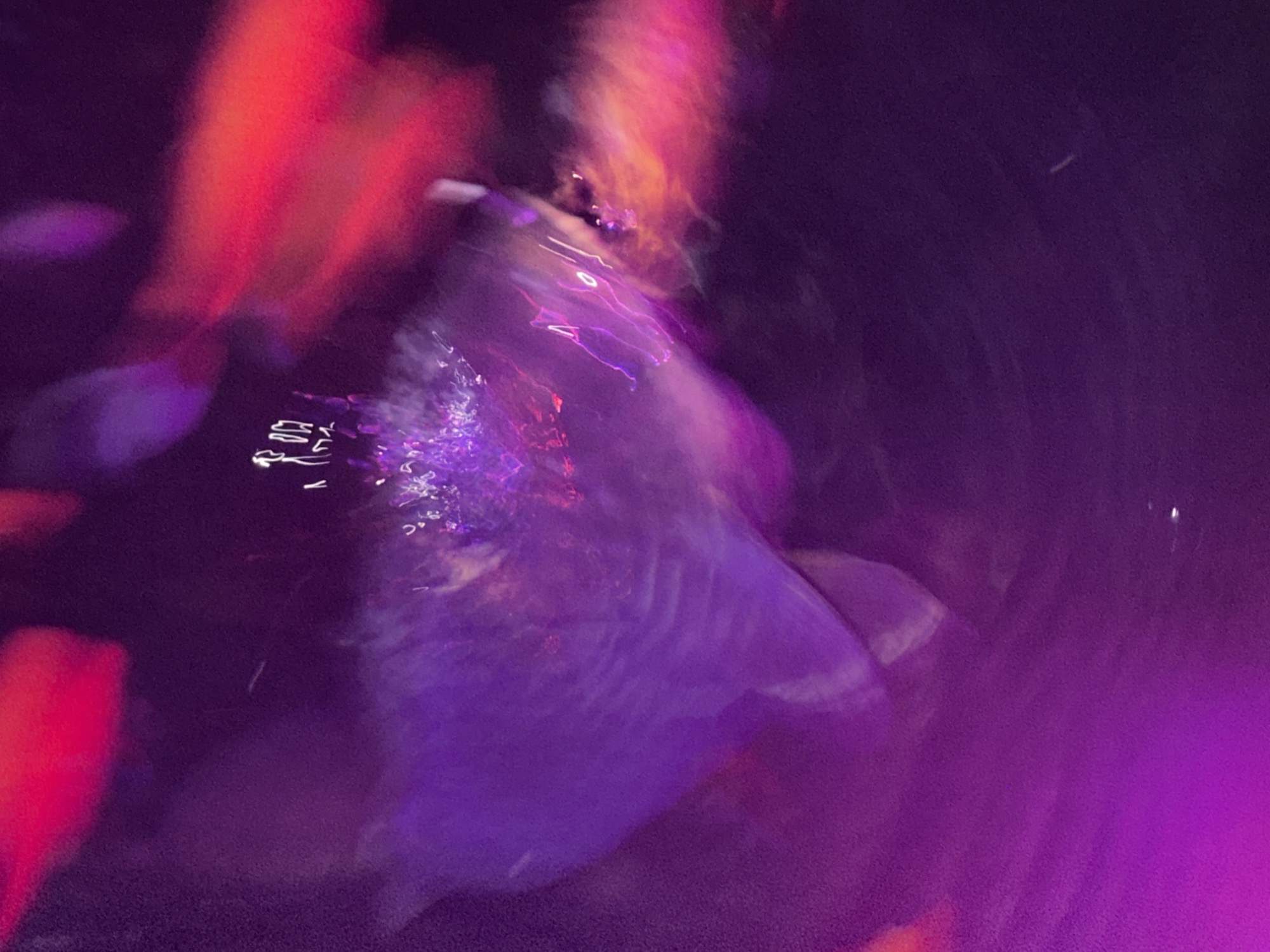 The image shows an abstract, blurry scene with vibrant colors, primarily shades of purple, pink, and red. The purple elements appear to be the most prominent, forming a large, amorphous shape in the center of the frame, possibly suggesting a body or a draped object. Streaks of light, some appearing as thin lines and others as more diffused glows, are scattered throughout the image, creating a sense of movement and energy.
There are hints of other forms that might be bodies or objects, particularly in the upper and right sections of the image, rendered in bright red and pink. Some smaller, white, almost silhouetted figures or shapes are visible towards the upper middle of the image, which are also highly stylized and abstract due to the blur.
The overall impression is one of low light conditions, with artificial illumination creating dramatic color effects and motion blur. The scene is dark and saturated, evoking a mysterious or artistic atmosphere. The image does not contain any readily identifiable landmarks or features that would allow for a specific location in Huntsville, Alabama, to be determined. The abstract nature of the photograph makes it impossible to ascertain the specific context or subject matter with certainty.