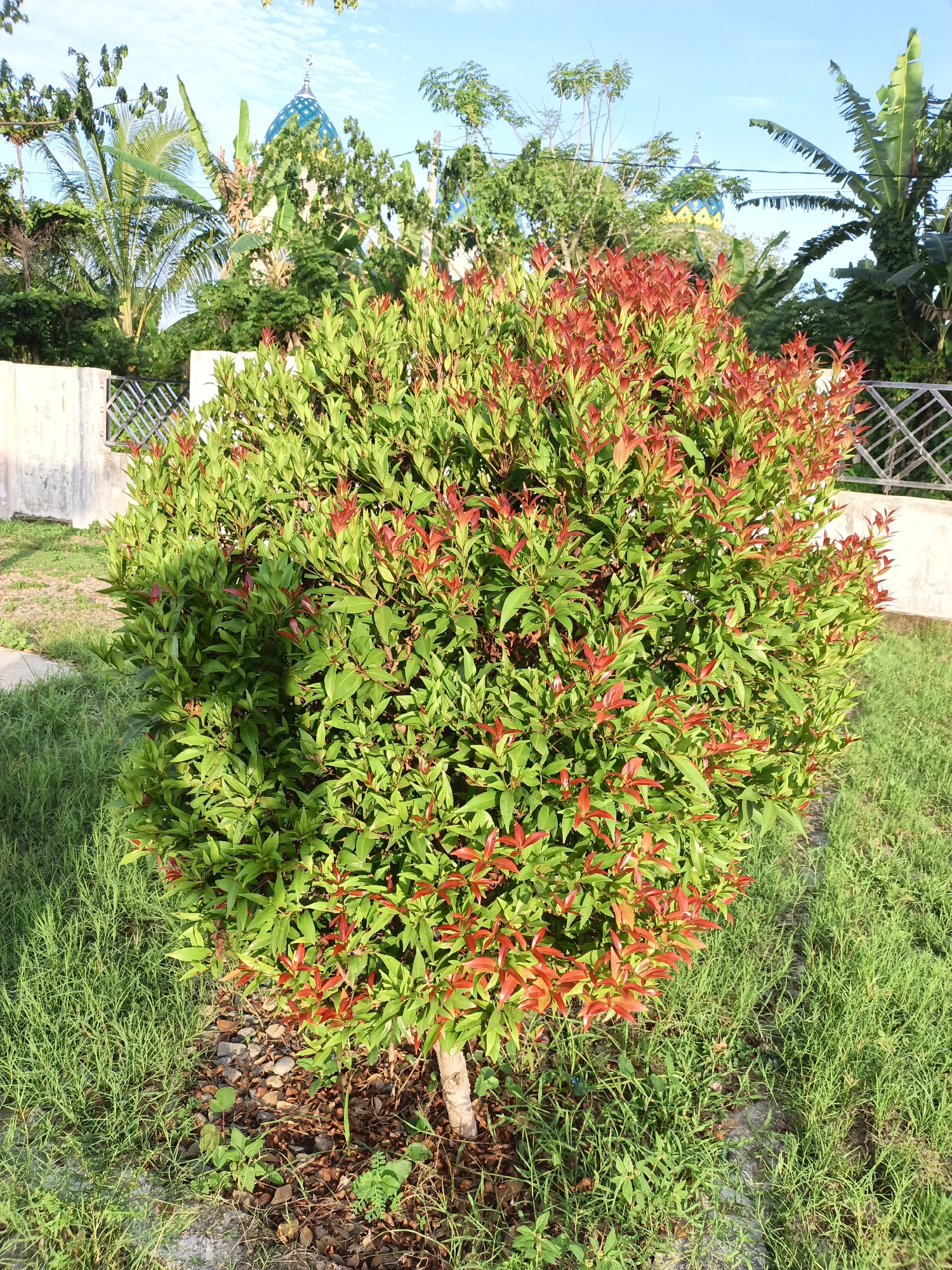 The image depicts a bush with red-tipped leaves, surrounded by green grass. The base of the bush is partially surrounded by bare earth. A low fence and a concrete structure are visible in the background, along with trees and a building with a blue dome. The location is Lhokseumawe, Indonesia.