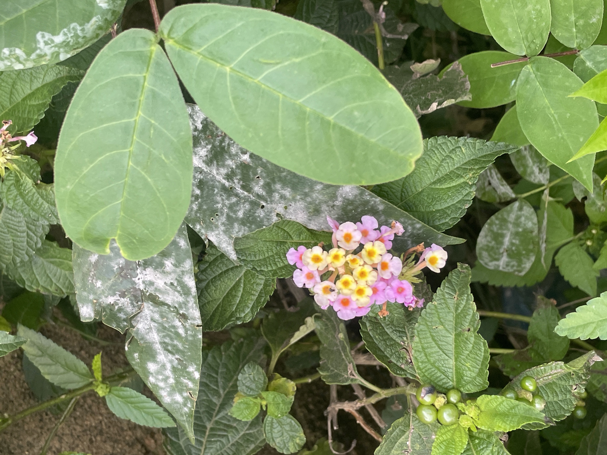 A close-up shot captures a cluster of vibrant flowers with pink and yellow petals, surrounded by lush green leaves. Some of the leaves exhibit a white, powdery substance, possibly indicating a plant disease or residue. The plant appears to be growing outdoors, with hints of sandy soil in the background, suggesting a natural or garden setting. The lighting is natural, with soft shadows indicating daylight. There are no people or animals visible in the frame. This scene could be found in a garden or natural area within the city of Jos, Nigeria.
