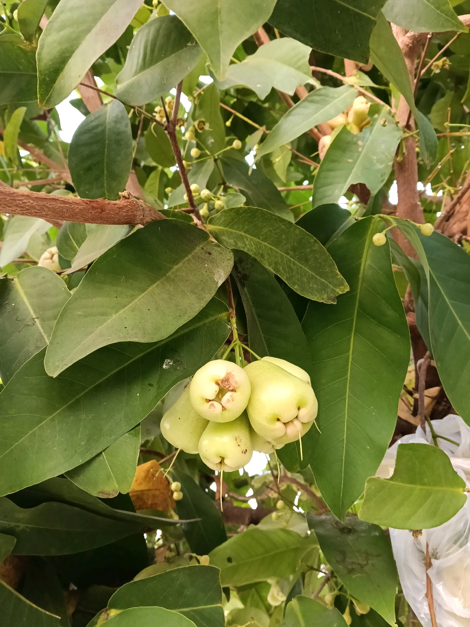 In Galuk, Indonesia, a close-up shot captures a branch of a rose apple tree laden with unripe fruits and abundant green leaves. The fruits, a pale green, are clustered together, some showing small, delicate stems. The leaves are broad and elliptical, with a slightly waxy texture, creating a dense canopy around the fruit. The branch itself is brown and woody, with a rough bark. In the background, other branches and leaves are visible, hinting at a larger tree. The lighting suggests it is daytime, with some sunlight filtering through the foliage, creating soft shadows. The overall scene evokes a sense of nature and the beginning of a harvest.
