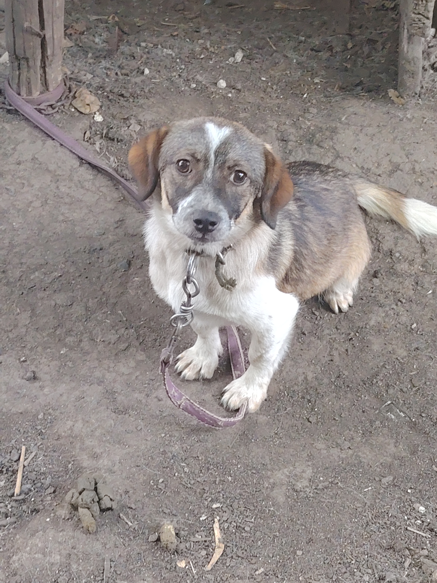 A medium-sized dog with brown and white fur is pictured outdoors. The dog is wearing a purple leash and a metal collar. It is sitting on the ground, which appears to be dirt and gravel. In the background, there is a wooden post and some dry leaves. There is also a pile of dog feces on the ground to the left of the dog. The scene is consistent with an outdoor area in a rural or semi-rural setting, possibly a yard or a park. There are no people visible in the image. The lighting suggests it is daytime.