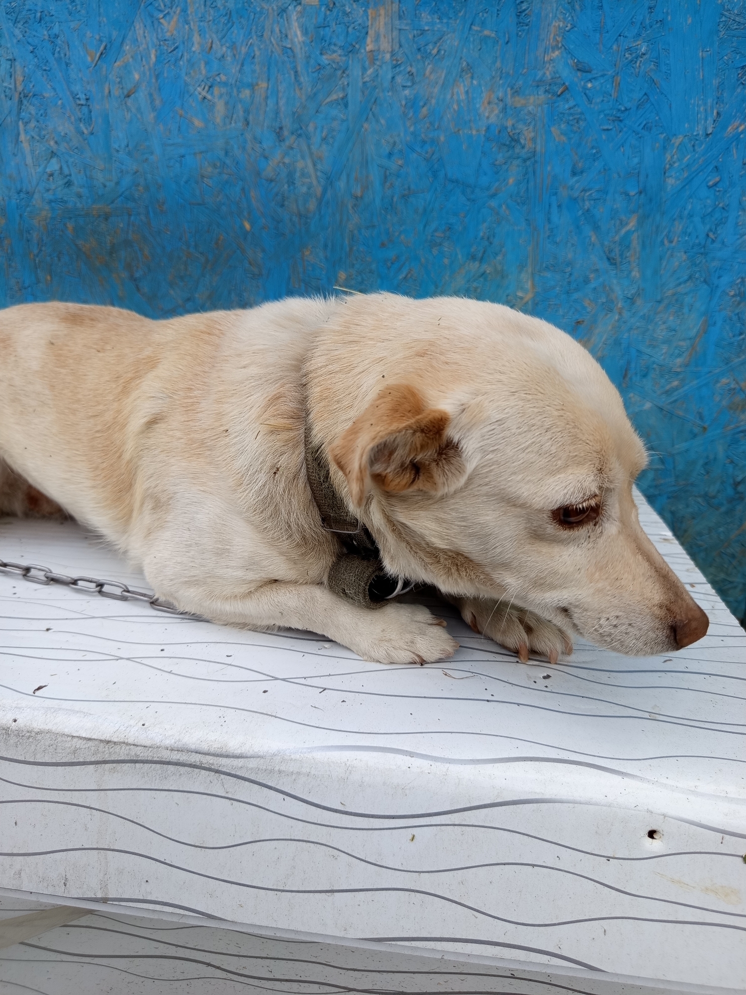A light-colored dog is lying down on a white surface with a wavy pattern. The dog has its head lowered and is looking down and to the right. A metal chain is visible to the left of the dog, partially obscured by its body. The background is a blue, textured surface. The scene appears to be outdoors, possibly in Șoldănești, Moldova, given the reference to the city.