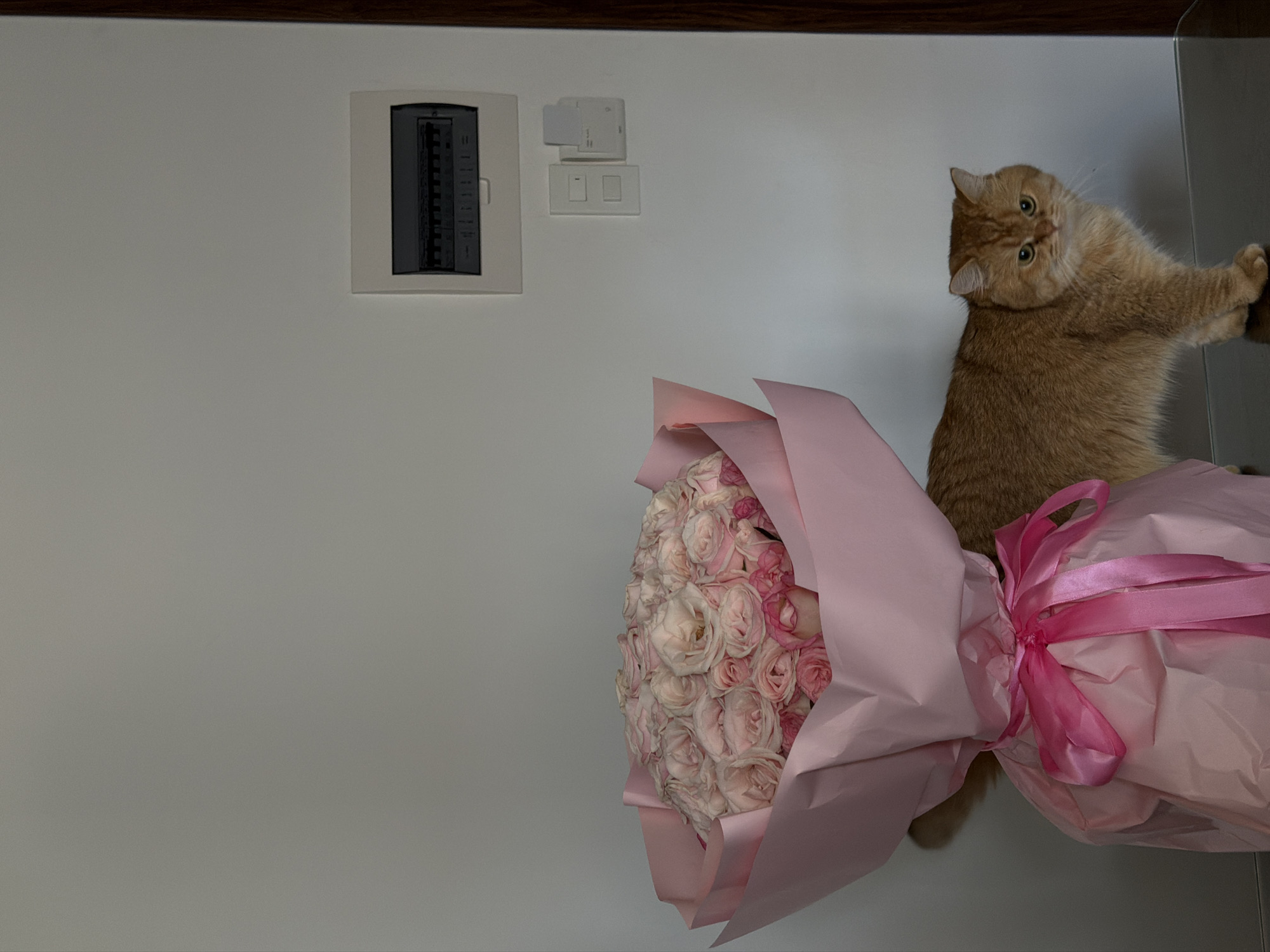 An adult, short-haired ginger cat stands to the right of a large bouquet of pale pink roses, which is wrapped in pink paper and tied with a pink ribbon. The cat is facing forward with its head turned slightly to its left, and its ears are perked. The bouquet is placed on a dark, reflective surface, and the cat is also on this surface, partially behind the bouquet. The background is a plain white wall with a light switch and an electrical panel mounted on it. The scene appears to be indoors, likely in a residential setting in Da Nang, Vietnam, given the typical interior design elements.