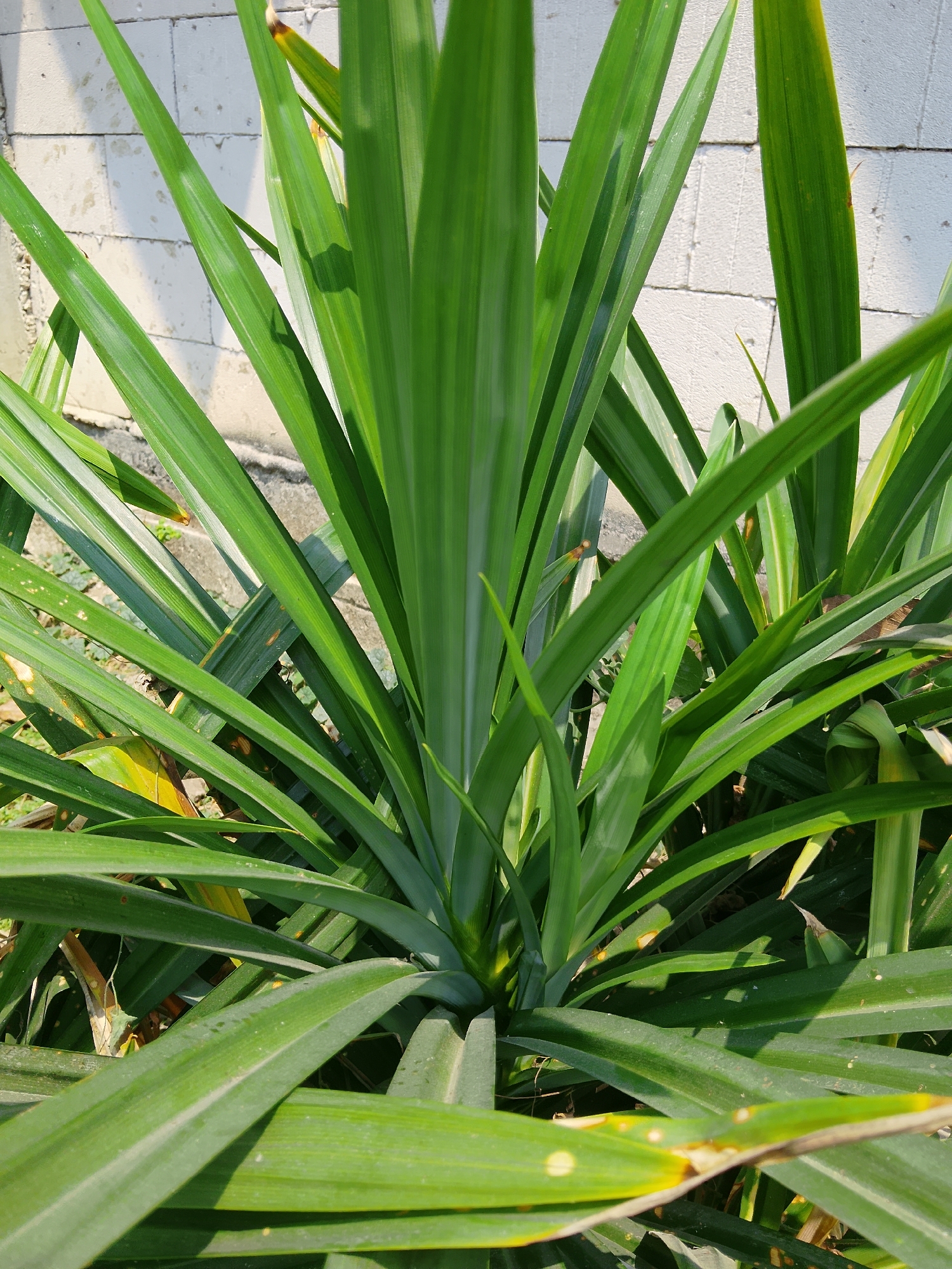 A close-up, eye-level shot showcases the dense foliage of a pandan plant, its long, sword-shaped green leaves fanning out from a central base. The leaves exhibit prominent lengthwise veins and some have slight yellowing or browning at the tips, with a few small, circular spots visible on their surfaces. The background is a textured, off-white brick wall, casting faint shadows from the leaves. The scene is lit by natural sunlight, creating highlights and shadows on the plant. The photograph was taken outdoors in the city of Kasiman, Indonesia.