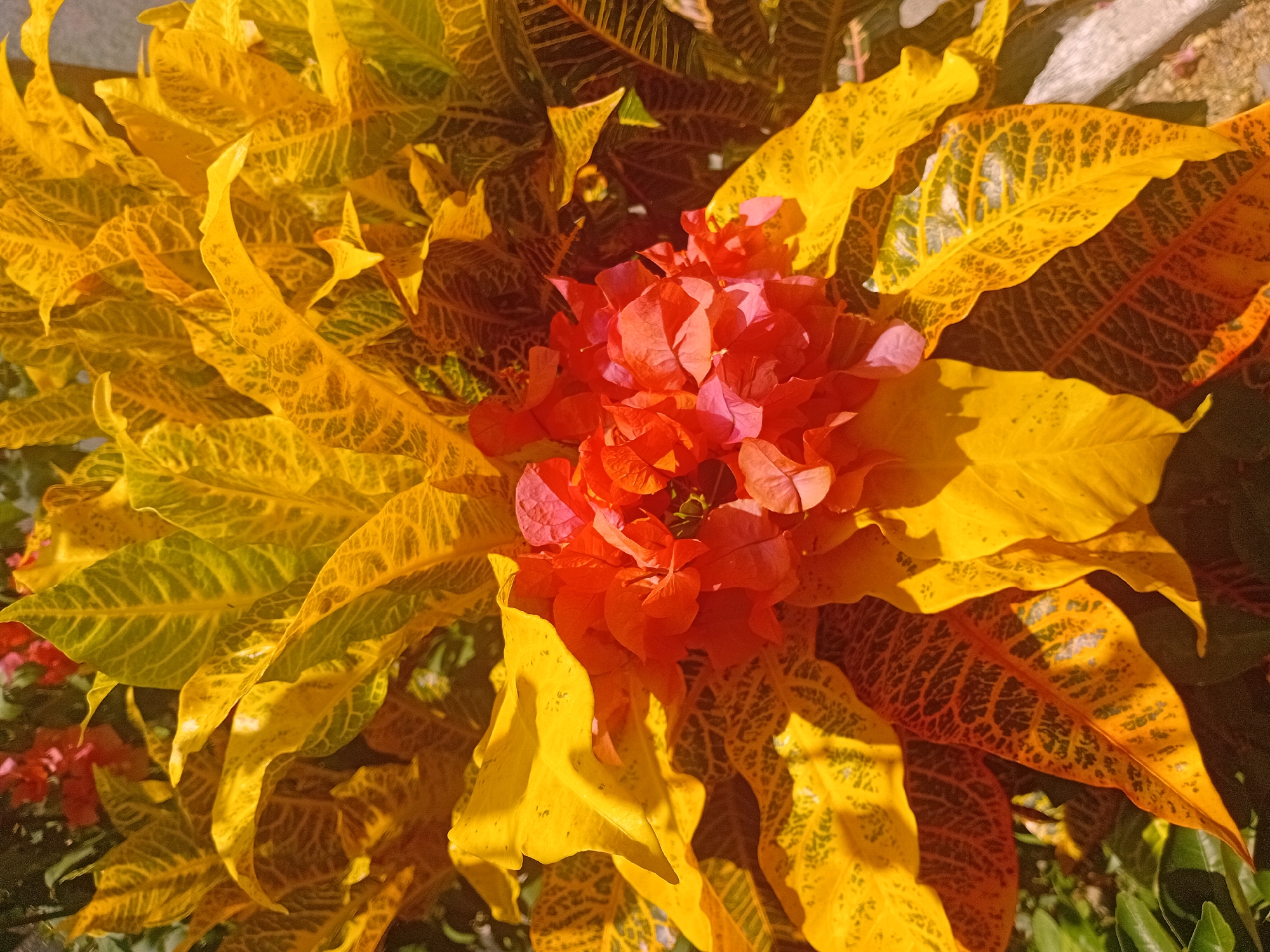 This close-up, top-down shot showcases a vibrant display of tropical plants, likely taken in bright daylight. The central subject is a dense cluster of small, intensely red and orange flowers, resembling bougainvillea bracts, which are delicate and papery. These flowers are encircled by a profusion of large, variegated leaves, typical of a croton plant.
The leaves exhibit a rich tapestry of colors, predominantly bright yellow, interspersed with shades of green, orange, and reddish-brown. Many leaves feature intricate patterns of darker veins and speckles, creating a mottled appearance. Some leaves display a striking contrast between their solid yellow edges and the variegated green-and-brown patterns towards their centers. The strong, natural sunlight illuminates the foliage, enhancing the saturation of the colors and highlighting the textures and veining of the leaves. Shadows are visible, adding depth to the composition.
No specific activity or event is taking place; the image is a still life focused on the aesthetic beauty of the plants. The overall impression is one of lush, colorful botanical life thriving in a sunny environment. There is no visible text in the image.