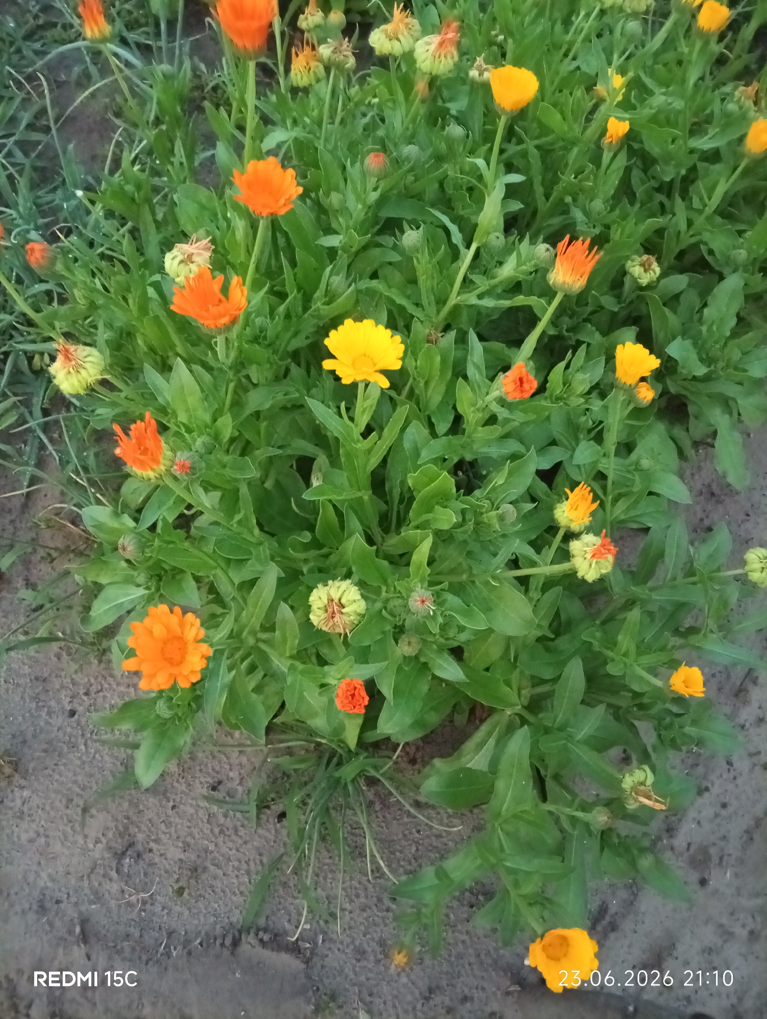 This is a medium-shot, eye-level, vertical photograph of a cluster of marigold flowers in bloom. The flowers are a mix of vibrant orange and bright yellow, with some buds and spent blooms visible amongst the greenery. The foliage is lush and green, with some grass and dry soil peeking through at the bottom and sides of the frame. The scene appears to be outdoors in what looks like a garden or a patch of natural ground. The lighting suggests it might be late afternoon or early evening, with a soft, diffused light.
Visible text in the image includes "REDMI 15C" in the bottom left corner and "23.06.2026 21:10" in the bottom right corner, indicating the device used for capture and the date/time. Given the location context of Mykolaivka, Ukraine, this scene captures a moment of natural beauty in a potentially rural or suburban setting. There are no people or animals visible in the frame. The overall mood is peaceful and serene, highlighting the simple beauty of nature.
