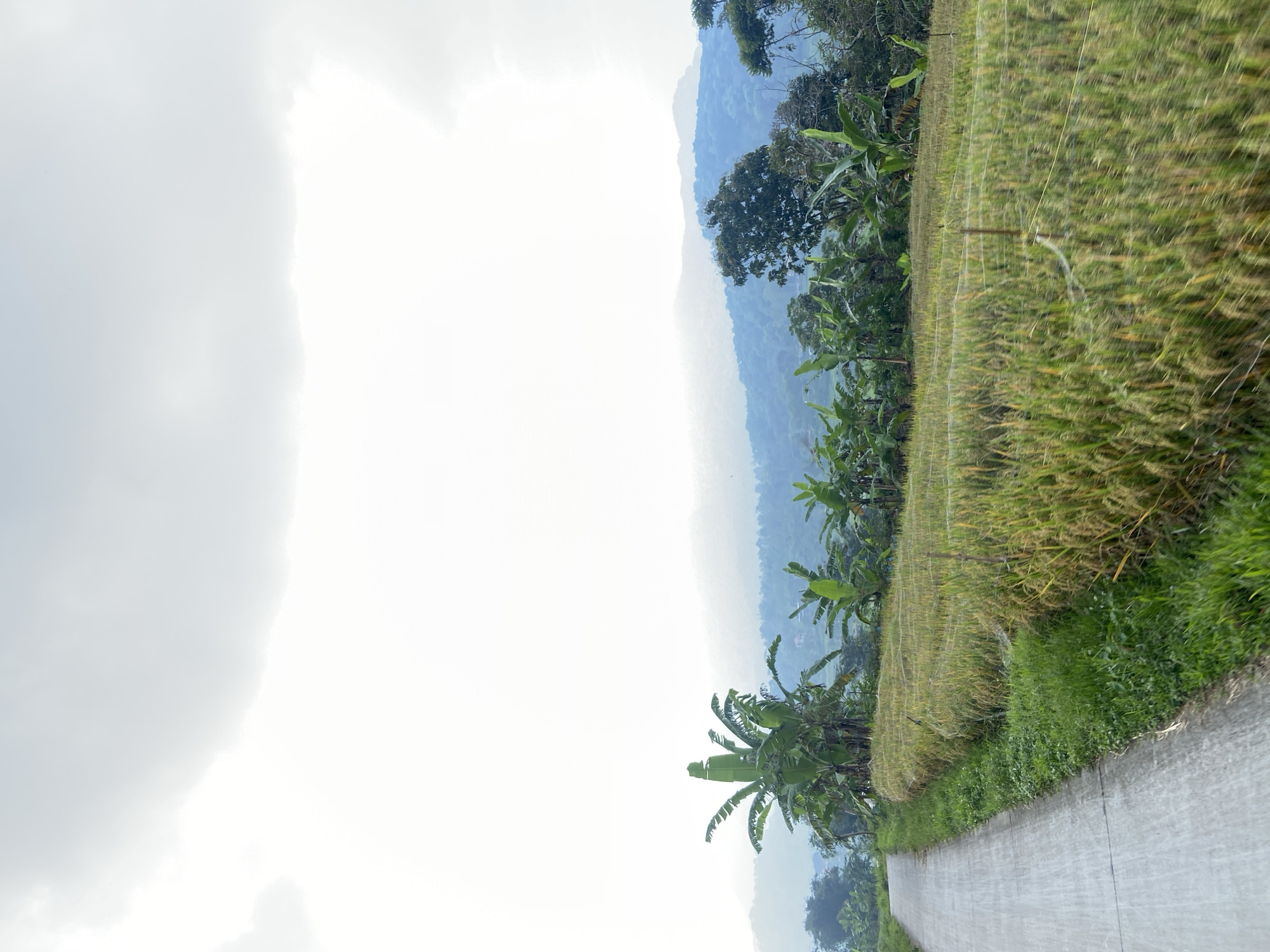 The image shows a view of Selotapak, Indonesia. A paved road runs diagonally across the lower right of the image, bordered by lush green vegetation and banana trees. To the right of the road, there's a field of tall, golden rice, with netting installed over it. In the background, layers of mountains fade into the misty horizon. The left side of the image is dominated by bright, overcast sky.