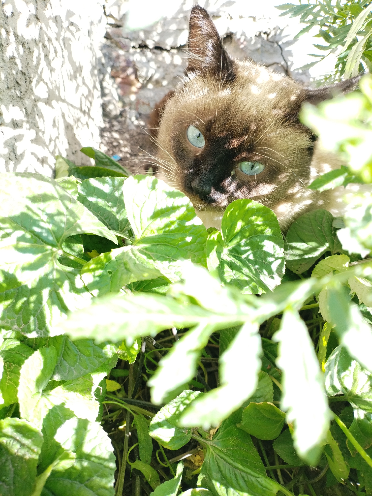 A Siamese cat with bright blue eyes peers from behind lush green foliage in Bialynichy, Belarus. The cat's face is partially obscured by dappled sunlight and shadows cast by leaves. The background shows a textured, light-colored wall and more greenery, suggesting an outdoor setting likely in a garden or yard. The cat appears to be resting or observing its surroundings amidst the plants.