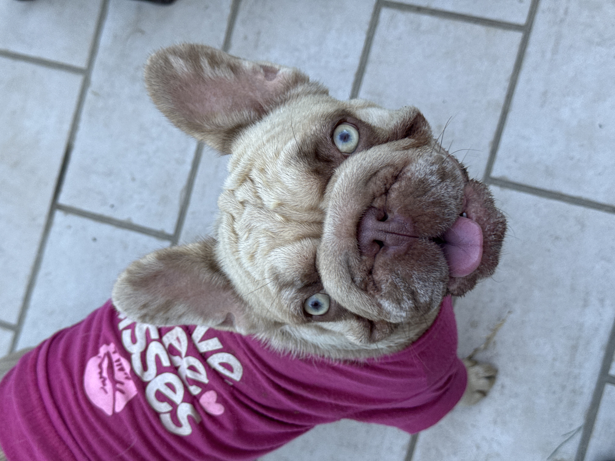 An eye-level, medium shot captures a French Bulldog, wearing a pink t-shirt, from the chest up, as it looks directly at the camera. The dog's fur is a light brown, and its eyes are a striking blue. The t-shirt has white text and a graphic of a hamburger printed on it. The dog is standing on a paved surface with light gray rectangular tiles, some of which are cracked. The background is slightly out of focus. No specific location in San Benedetto del Tronto, Italy can be determined from the image.