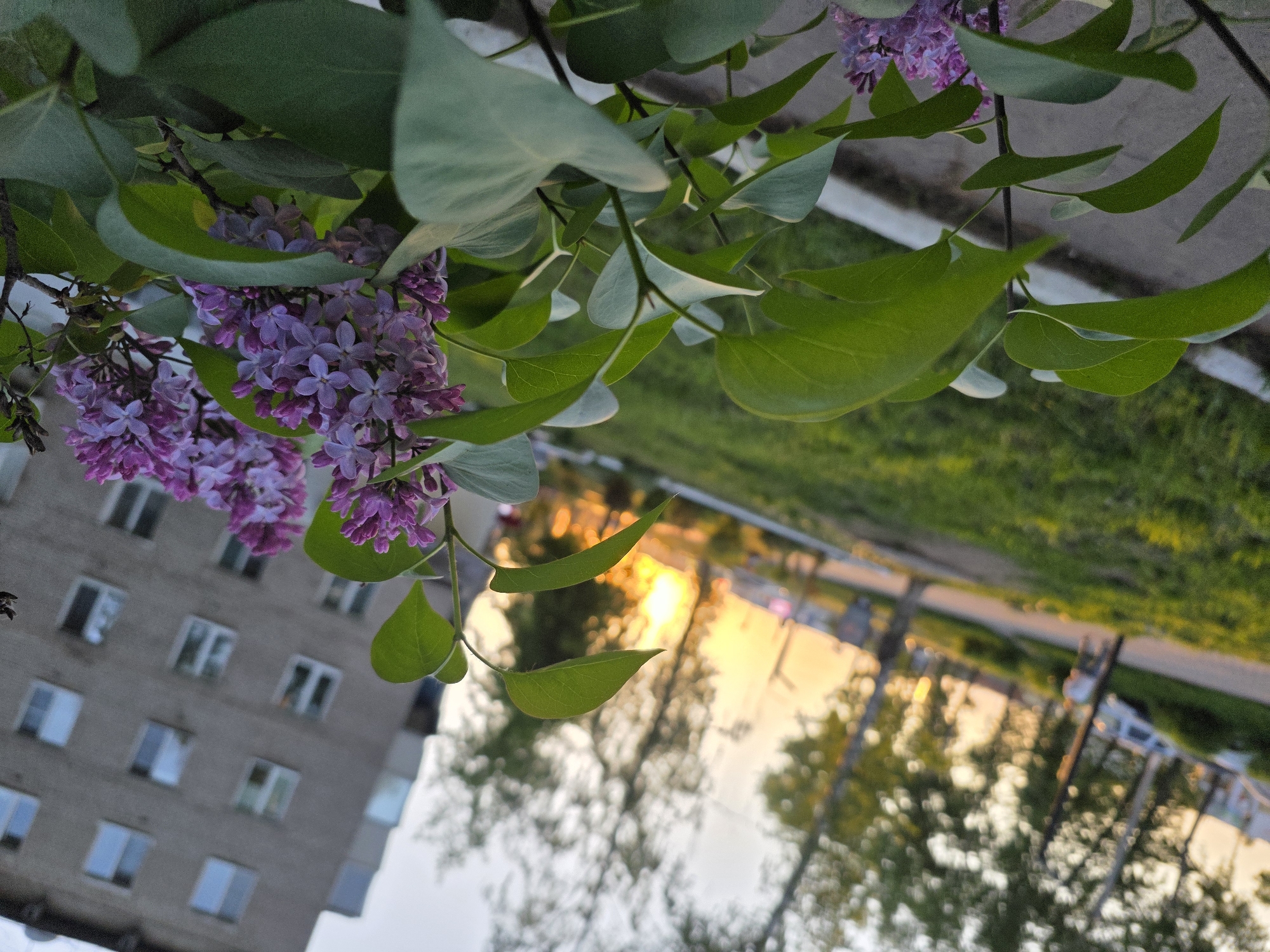 A rotated low-angle shot of a lilac bush, possibly in the city of Chaikovsky, Russia, shows several clusters of purple flowers and green leaves hanging from branches. In the background, a gray building with multiple windows is visible. A blurred reflection shows trees and the golden light of sunset.