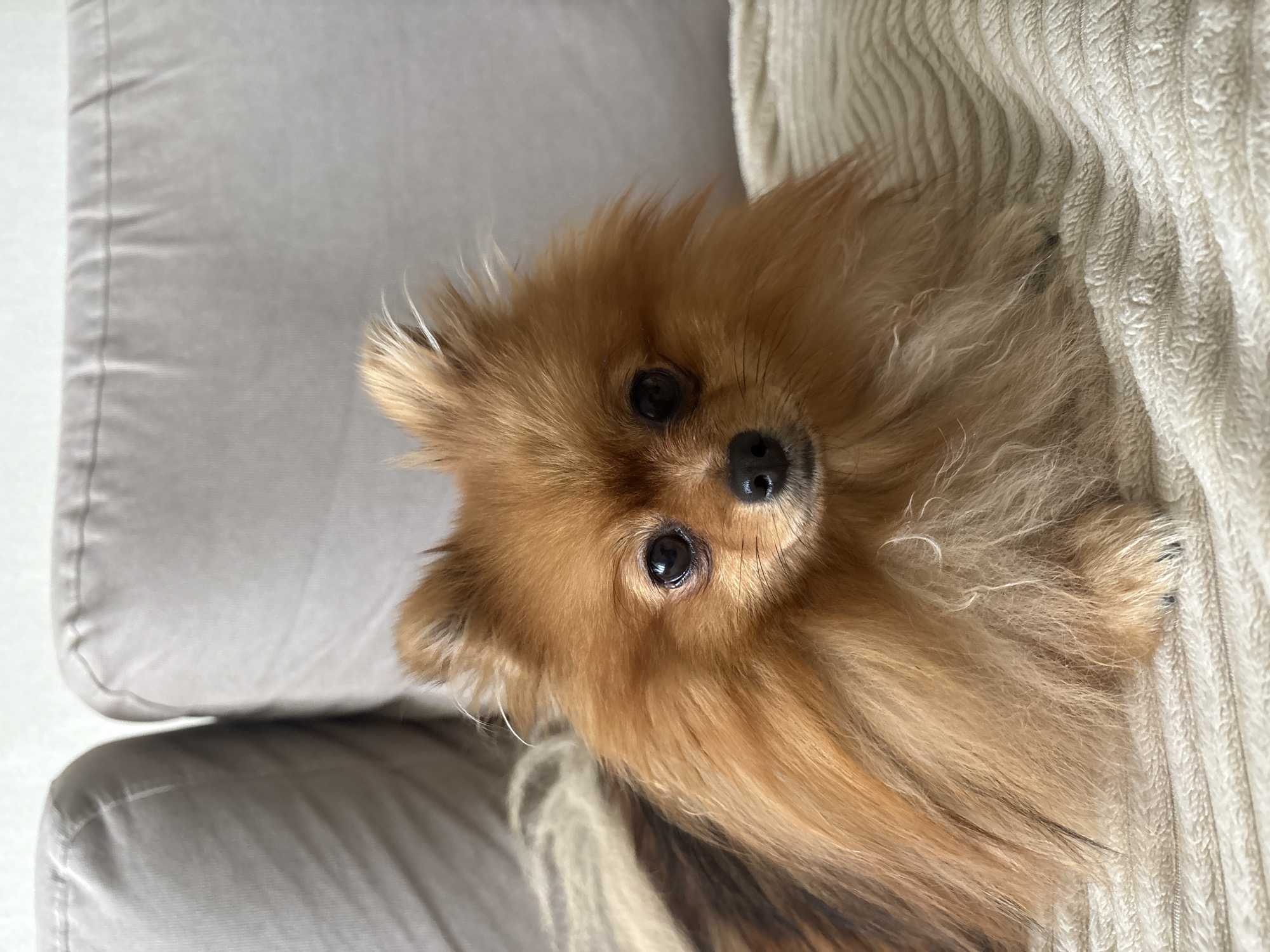 A small, fluffy, ginger Pomeranian dog is lying on a textured, cream-colored blanket. The dog's head is facing forward, looking directly at the camera with dark eyes and a black nose. The background consists of the armrests and back of a light gray couch. The image appears to be taken indoors, likely in a domestic setting. There is no discernible information about the city of Kostroma, Russia, within the visual content of the image.