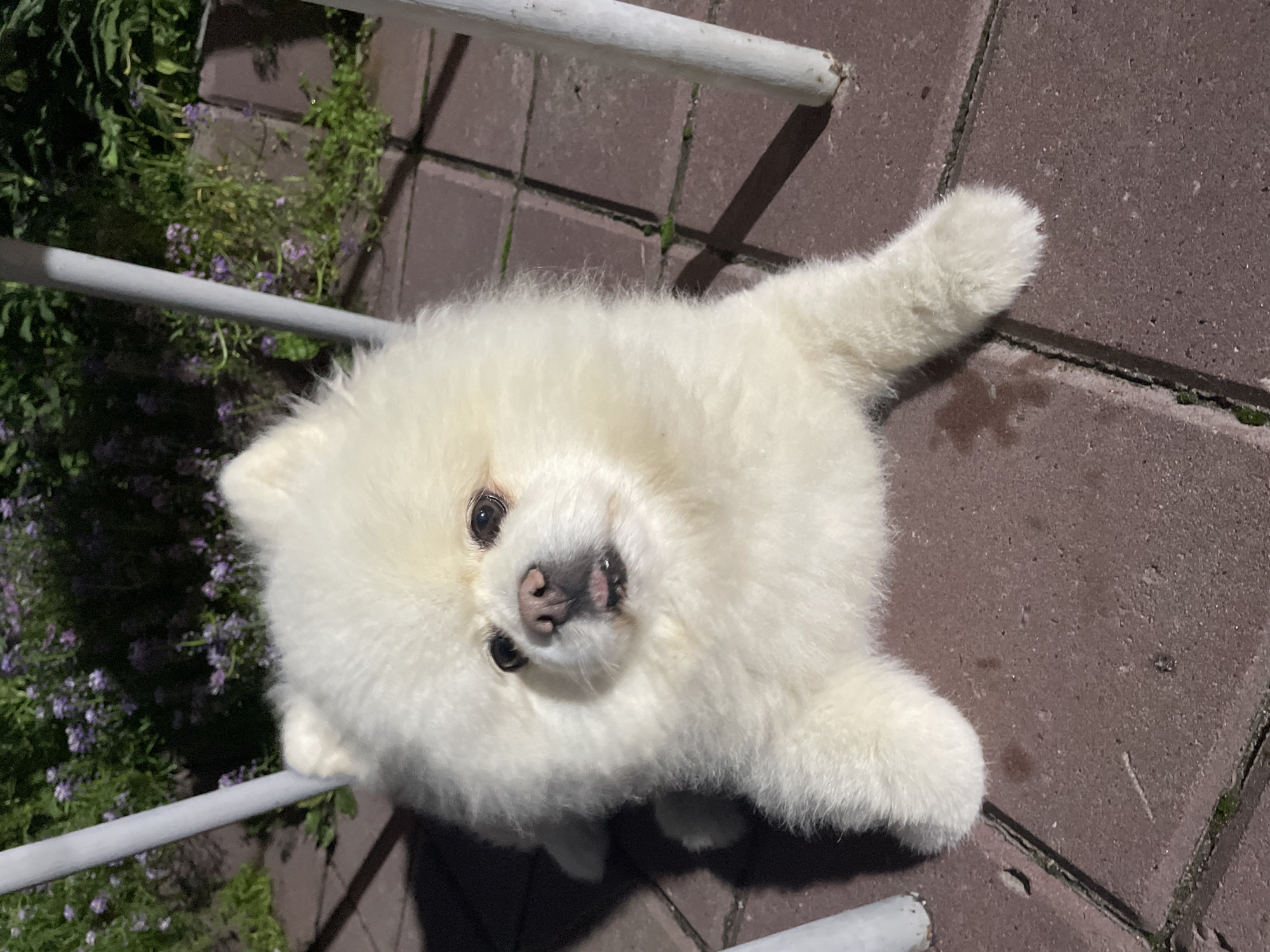 A fluffy white Pomeranian dog is lying on a reddish-brown brick patio, possibly in a backyard or park. The dog is looking directly at the camera with its tongue slightly out. In the background, there are green plants with small purple flowers and two white metal chair legs. The lighting suggests it is daytime with sunlight casting shadows. The location is specified as Surgut, Russia.