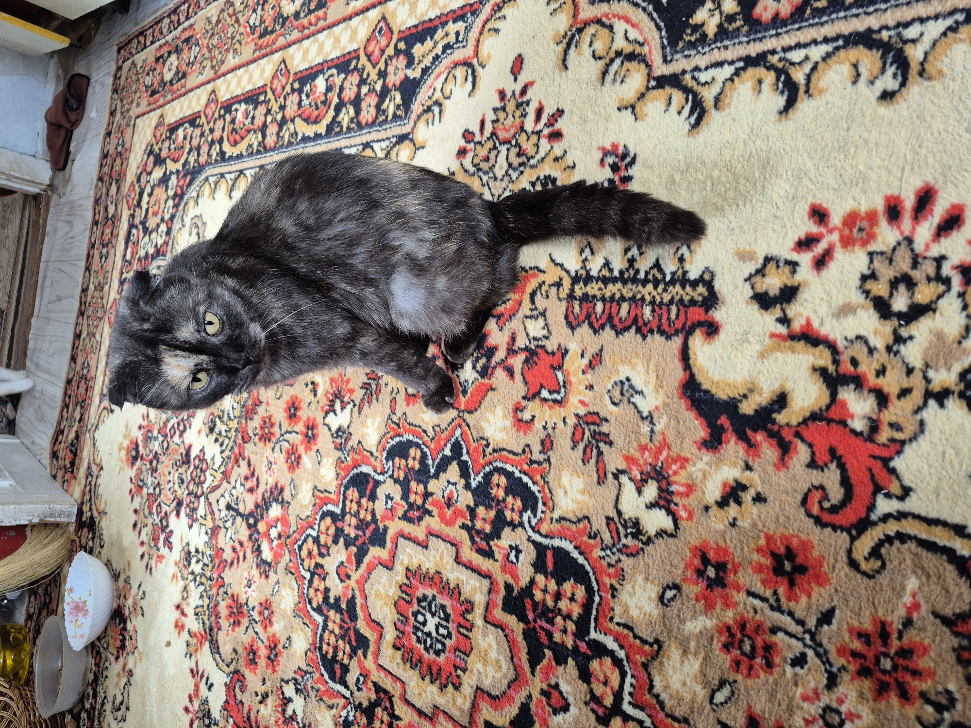 A tortoiseshell Scottish Fold cat sits on a patterned rug. The cat has folded ears, yellow eyes, and a mix of black, brown, and cream fur. It is looking towards the camera with a slightly concerned expression. The rug has a cream-colored base with a complex pattern of red, black, and beige floral and geometric motifs. In the background, on the floor, are two white bowls, one containing what appears to be food or kibble. To the left of the bowls is a woven basket, and behind that, a broom with a straw head. The flooring appears to be a mixture of wood and possibly linoleum. A sliver of a doorway with a brown slipper visible is present in the upper right of the image. The scene appears to be indoors, likely in a home. The location is specified as Свердловка, Kazakhstan.