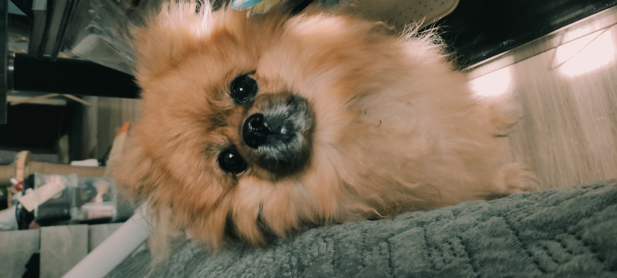 A medium-sized, orange Pomeranian dog is lying on a gray, textured surface, possibly a cushion or blanket. The dog is facing the camera with a slightly tilted head. Its eyes are black and shiny, and its nose is dark gray. The dog's fur is fluffy and thick. The background is cluttered with various objects, including what appears to be packaging, a white pipe, and a dark surface above the dog. The location is Fryazino, Russia.