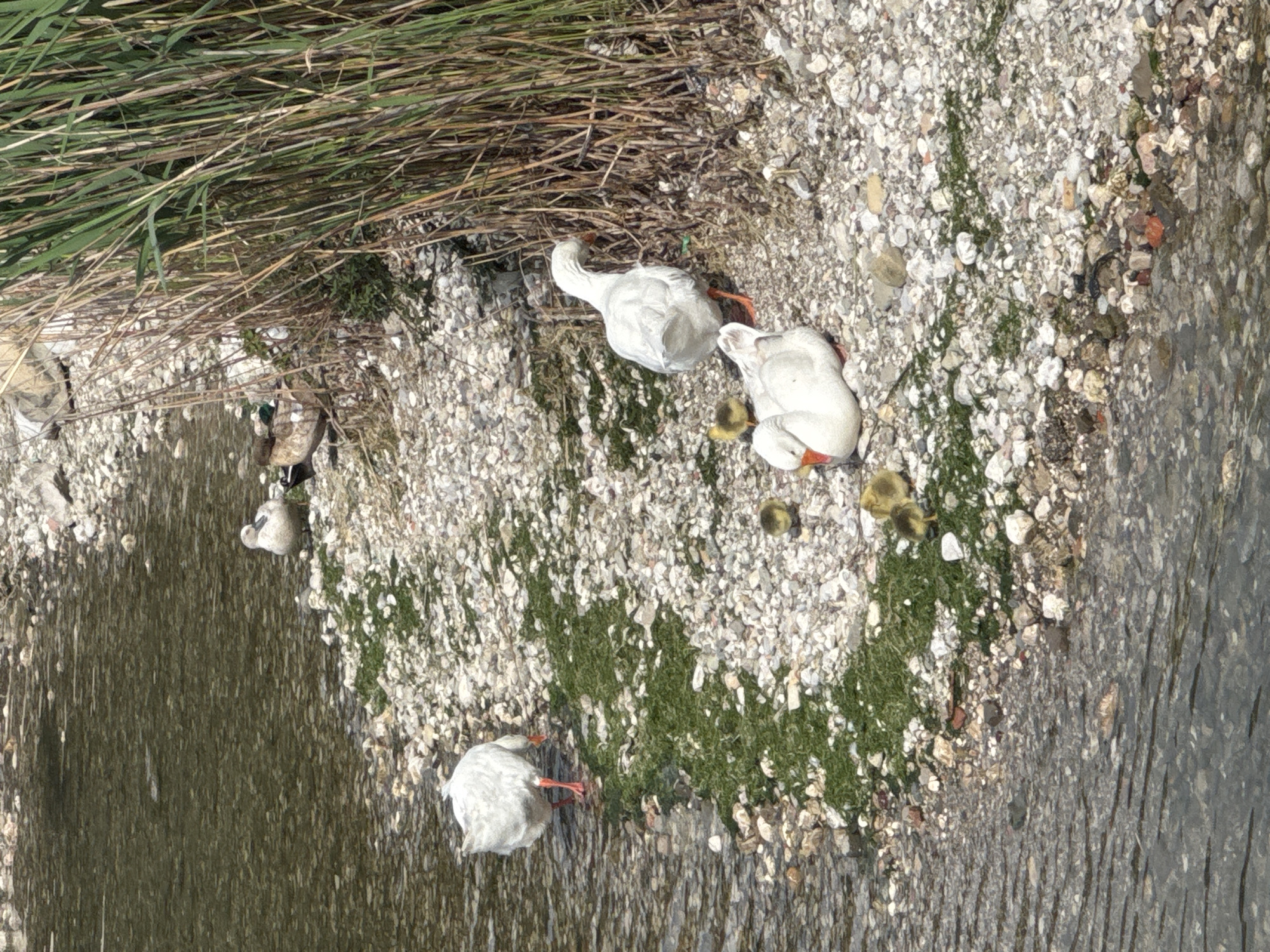 The image, taken in Bar, Montenegro, shows a family of geese on the pebbly bank of a clear waterway. In the foreground, one large white goose is partially submerged in the shallow water, with its head and neck above the surface. Its orange feet are visible. On the bank to its left, another white goose stands near the water's edge, facing away from the camera. Further up the bank, a third white goose is resting on the white and grey pebbles, its head tucked. Beside this resting goose are three small, yellowish-brown goslings, huddled together.
The bank itself is composed of numerous small, light-colored pebbles and stones, with patches of green algae or moss growing in places. To the left and top of the image, a dense thicket of tall, dry reeds and green grasses forms the edge of the bank, providing cover. The water, which occupies the right and lower portions of the frame, is clear enough to show the submerged pebbles and appears relatively calm. The scene depicts a peaceful moment of a goose family by the water, possibly foraging or resting under bright daylight conditions. There is no visible text in the image.