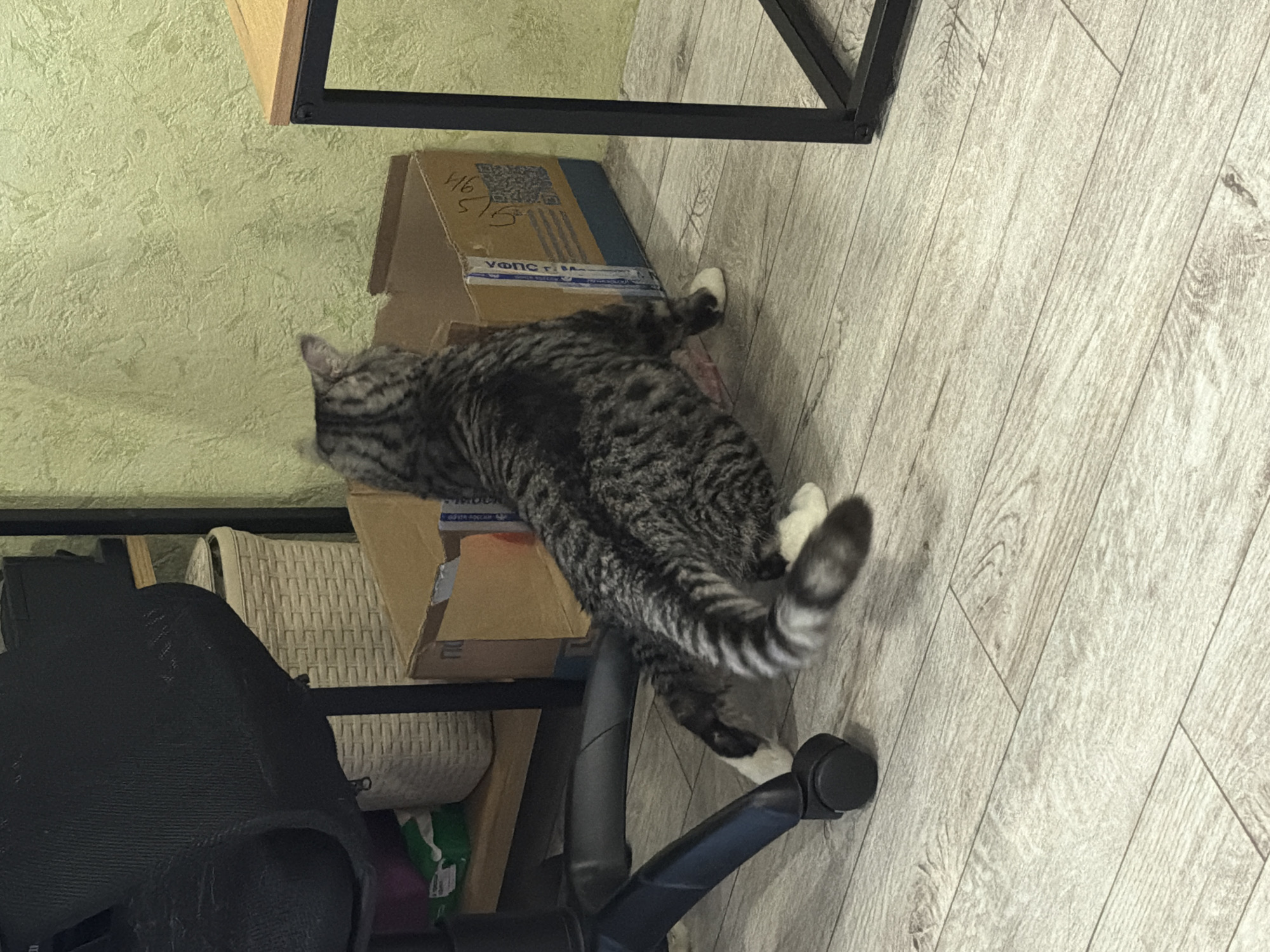 A tabby cat with a striped tail is captured mid-motion on a light-colored wooden floor. The cat's body is angled away from the viewer, with its hindquarters closer to a cardboard box and its front legs extended forward. The cat is dark gray with black stripes and has white paws. It is facing a box that appears to have writing on it. To the left of the cat is the base of a black office chair with wheels. In the background, a woven laundry basket is visible on a shelf, and beyond that, a light green textured wall. To the right of the cat, a portion of a wooden tabletop with black metal legs is visible. The scene appears to be indoors, likely in a domestic or office setting. The image does not contain any explicit visual cues to determine its location in Petropavlovsk-Kamchatsky, Russia, or any other specific city.