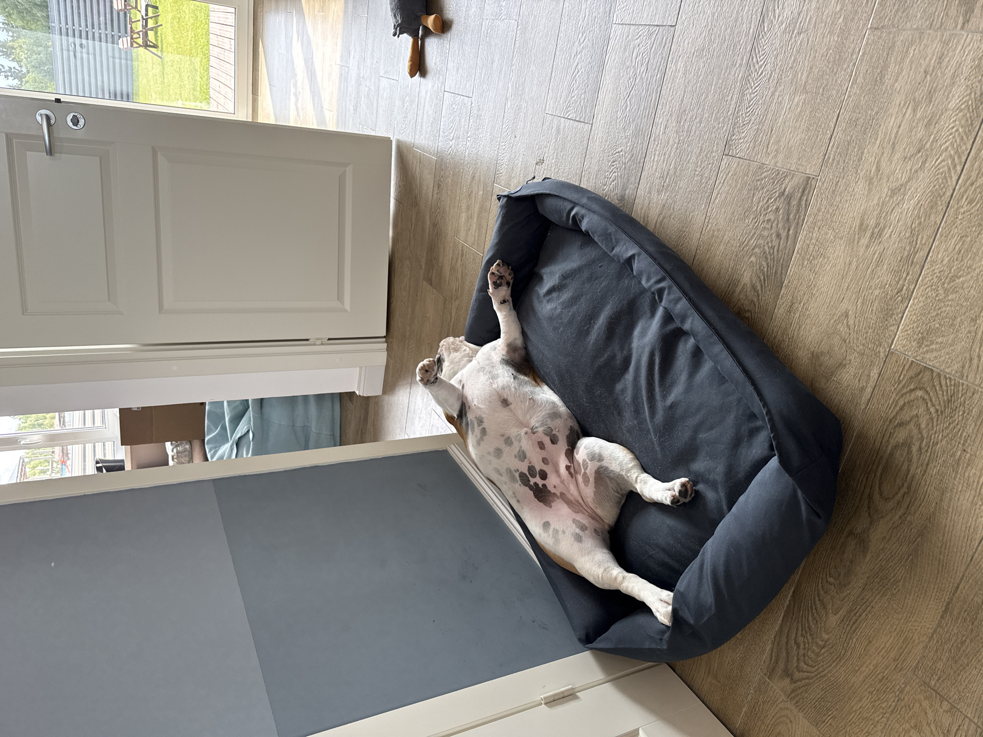 A white and brown spotted dog is sleeping on its back in a dark blue dog bed. The dog bed is on a light brown wood-grain floor. To the left of the dog bed is a light blue wall and a white door frame. To the right of the dog bed, a white door is open, revealing a sunny backyard with green grass and outdoor furniture. In the background, through the open door, there is a glimpse of trees and a sky.