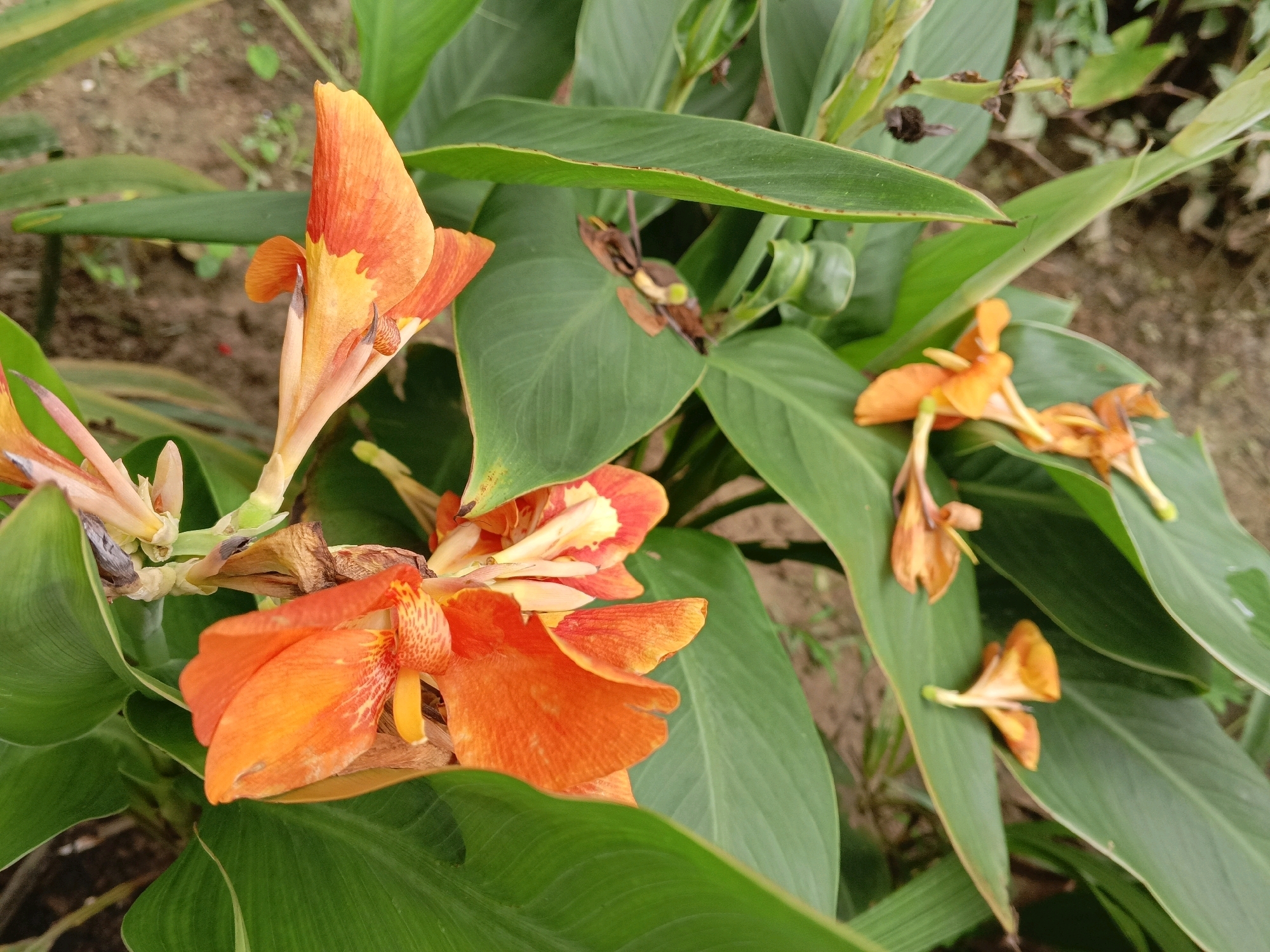 A close-up, eye-level shot focuses on a cluster of bright orange and yellow Canna lily flowers with large, deep green leaves. The flowers are in various stages of bloom, with some fully open and others just beginning to unfurl. Several smaller, wilting orange flowers are also visible, resting on the broad leaves. The background consists of blurred earthy ground with some sparse green vegetation. The lighting suggests an outdoor setting, likely in a garden or natural area within Sylhet, Bangladesh. There are no people or animals present in the image.