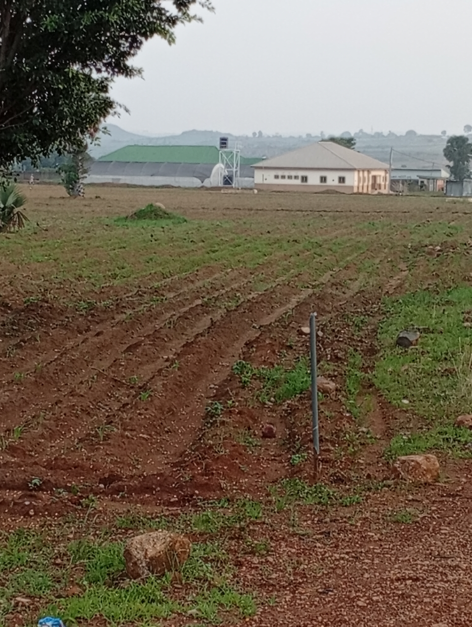 This image depicts a rural or semi-rural landscape, likely on the outskirts of Jos, Nigeria. In the foreground, rows of freshly tilled soil are visible, with young green shoots emerging, indicating a recently planted crop, possibly maize. The soil appears reddish-brown. Scattered rocks and patches of green grass are interspersed with the tilled earth.
In the mid-ground, a large, elongated greenhouse structure with a green roof and grey walls is prominent. Adjacent to it, a white water tank sits atop a white metal support structure. Further to the right, a light-colored, single-story building with a corrugated metal roof and numerous windows is visible. The building has a uniform beige or light brown color with darker brown window frames. The area surrounding these structures appears to be cleared land, with some sparse vegetation.
In the background, rolling hills are visible, partially obscured by a hazy, overcast sky. A large tree with dark green foliage is present in the far left of the frame, partially obscuring the view of the greenhouse. The overall impression is one of agricultural activity and development in a natural setting.