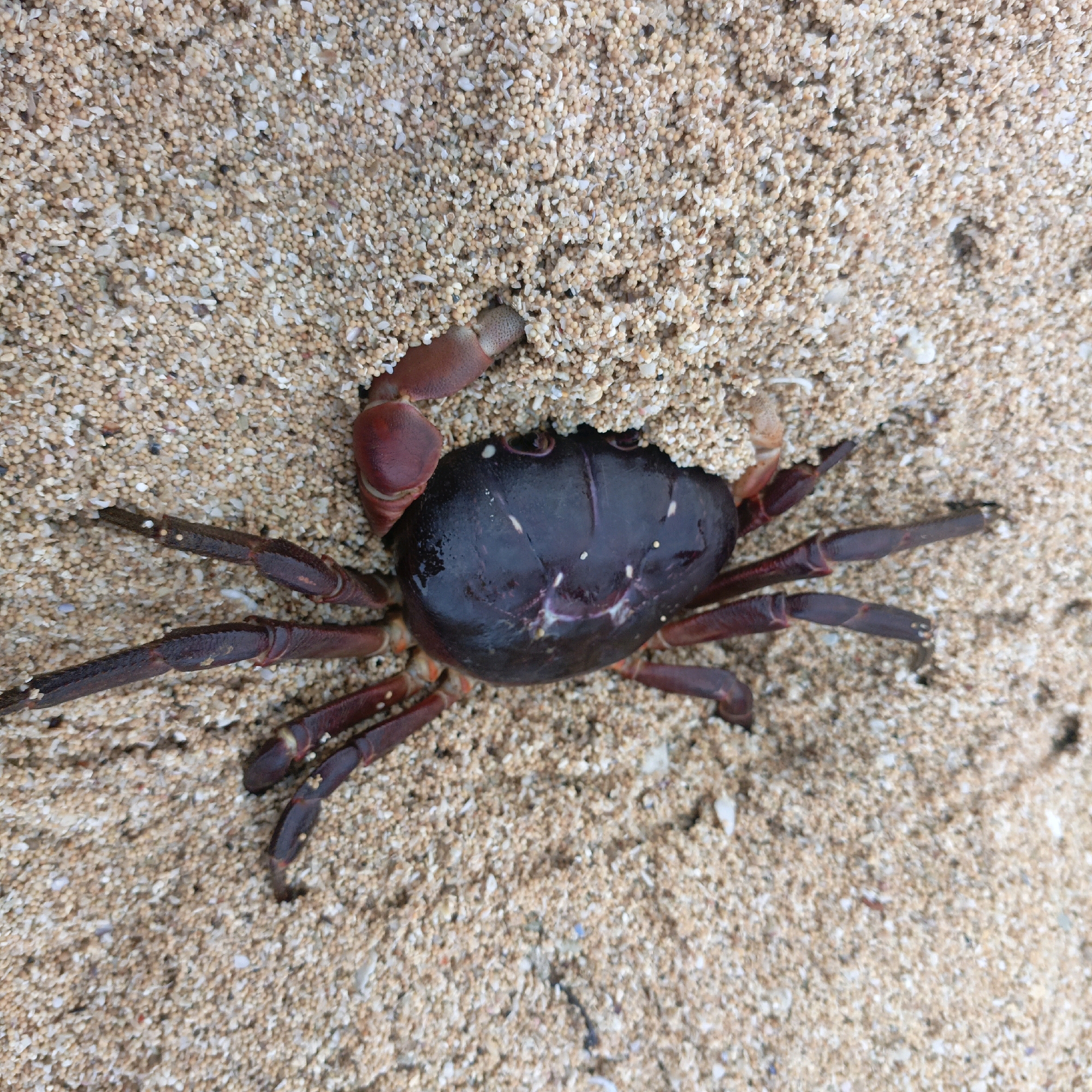 A dark purple crab is partially buried in tan sand on a beach. The crab's carapace is rounded and appears smooth with a few small white specks. It has multiple segmented legs, which are a darker reddish-purple and are splayed out, some appearing to be digging into the sand. The environment is a sandy beach, likely in Tepus, Indonesia, given the context. The image is a close-up shot, focusing entirely on the crab and the surrounding sand. There are no other visible subjects or objects.