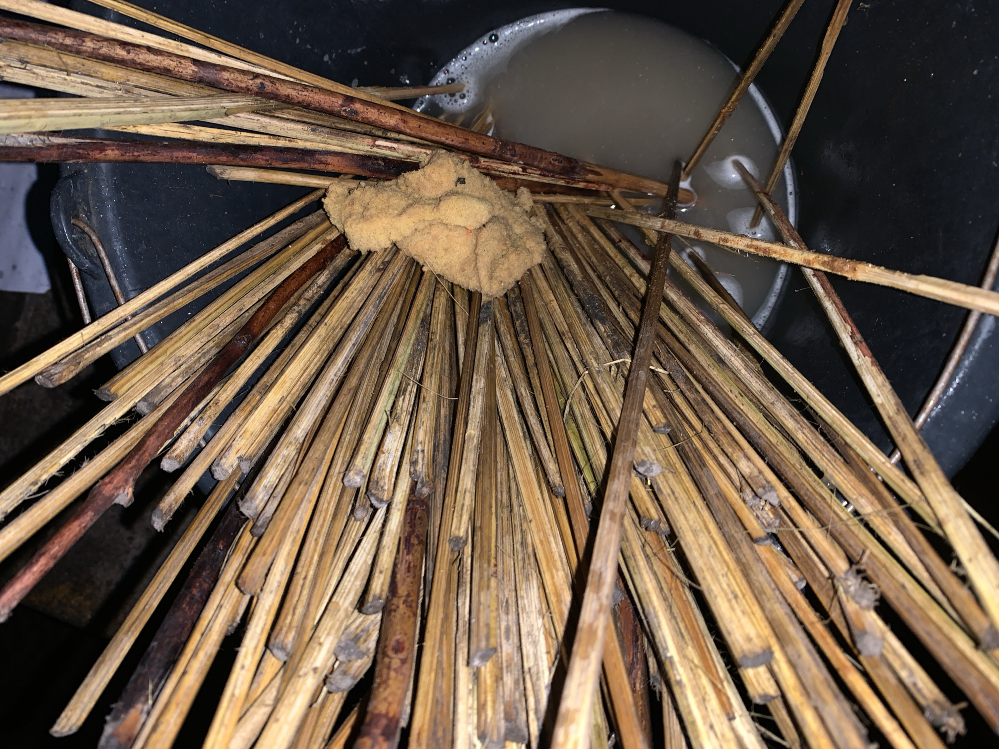 This image presents a top-down, close-up view of numerous dried plant stems or sticks, predominantly light brown and dark brown, gathered and fanned out from a central point. The lower ends of these sticks are submerged in a milky, foamy liquid contained within a black, cylindrical bucket. A light brown, irregularly shaped, porous, sponge-like object is wedged among the sticks, positioned just above the liquid's surface. Several sticks exhibit rough, cut ends, and scattered dark debris is visible on some surfaces. The background is dark and out of focus, indicating a dimly lit environment. The scene is located in Kabong, Nigeria.