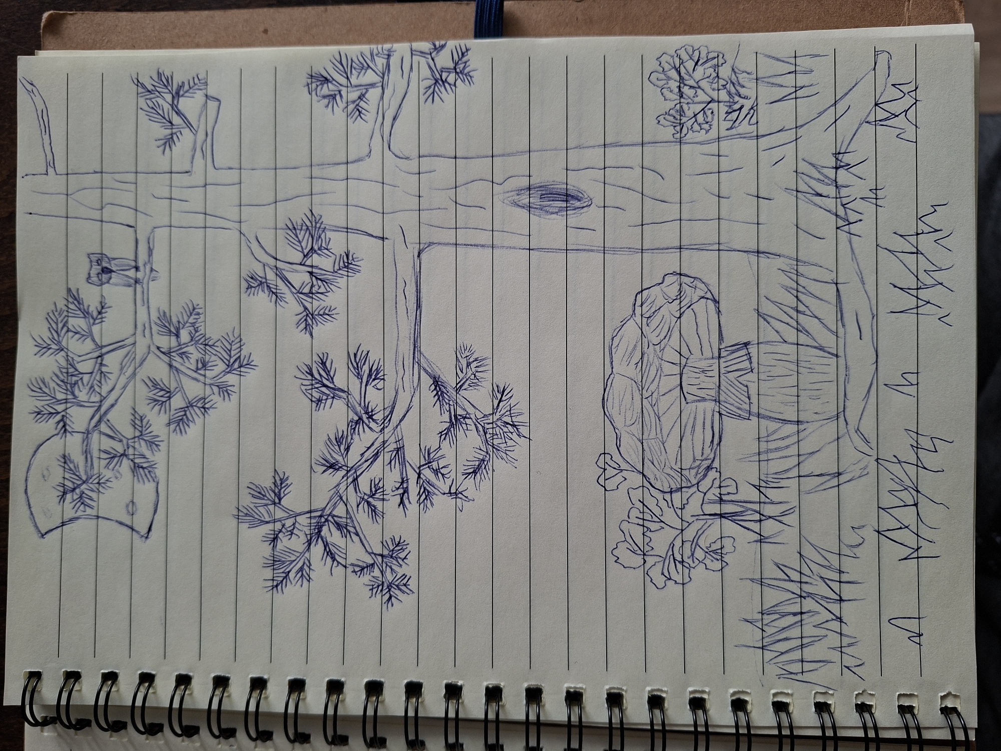 A sketch in blue ink on lined notebook paper shows a tree trunk lying horizontally across the page. The tree has branches with needle-like leaves extending upwards and downwards. A large burl or growth is on the right side of the trunk. Grass is sketched to the right of the burl. The background is not discernible. The location is unknown.