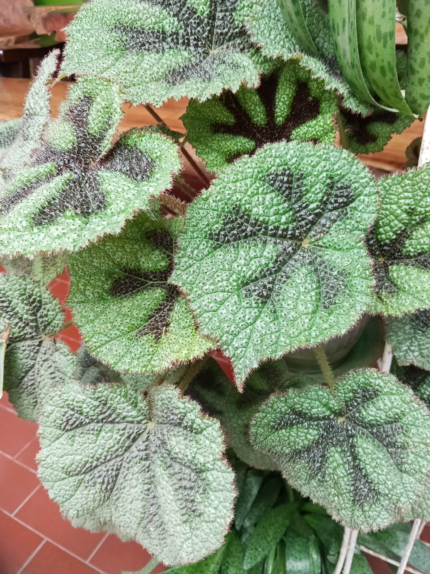 The image shows a close-up of a potted begonia plant. The leaves are large, textured, and have a striking pattern of green with dark, almost black, markings. The edges of the leaves are serrated and appear to be slightly fuzzy. Some of the leaves are overlapping, creating a layered effect. In the background, the corner of a terracotta-tiled floor is visible, along with a hint of wooden texture from a shelf or table. The lighting suggests it is daytime, likely indoors or in a shaded outdoor area. There are no people or animals present in the image. The specific location in Blitar, Indonesia is not discernible from the visual information provided.