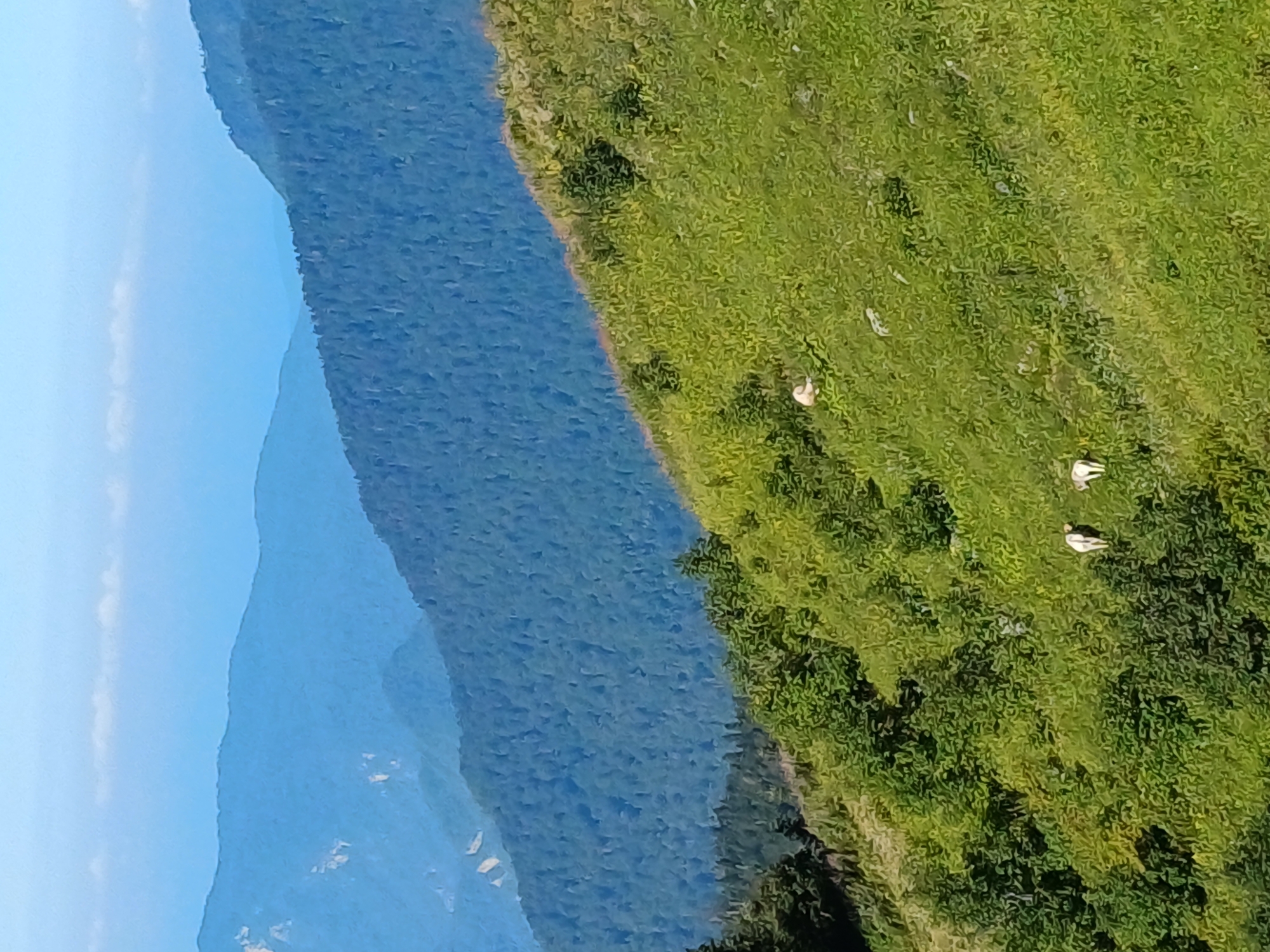 This image depicts a mountainous landscape in the Estosadok region of Russia. The foreground is dominated by a lush green, grassy slope, dotted with various shrubs and trees. Three white sheep are visible grazing on the slope. Further in the background, more densely forested mountains recede into the distance, rendered in varying shades of blue due to atmospheric perspective. The sky above is a pale blue with a thin band of white clouds.