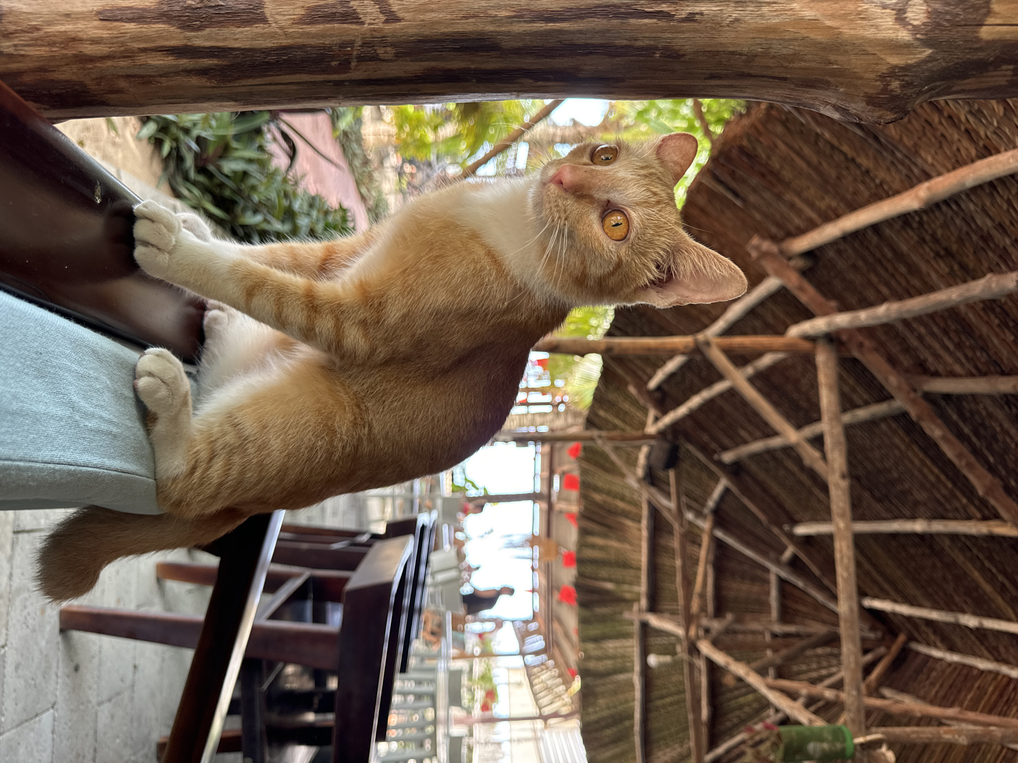 An orange tabby cat with bright orange eyes sits on a light blue cushioned chair under a thatched-roof structure. The cat is facing left, looking out of frame. The structure has a rustic wooden beam and a thatched roof made of palm leaves. In the background, tables and chairs are set up, suggesting an outdoor restaurant or cafe. The ambiance is tropical, with glimpses of green foliage and what appears to be the ocean in the distance. This scene is consistent with the numerous beachfront cafes and restaurants found in Mũi Né, Vietnam, known for its resorts and beach activities.
