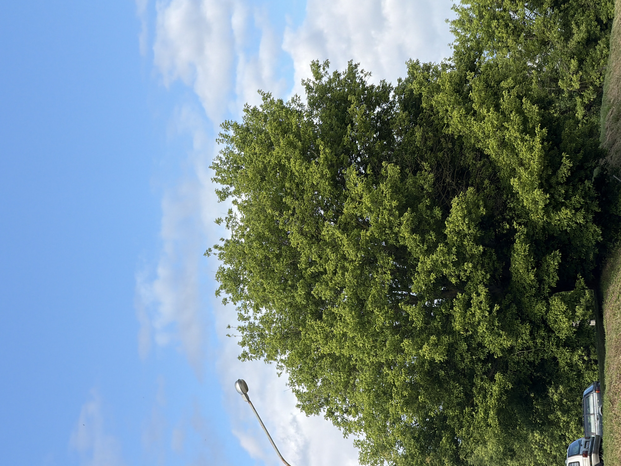 This is a medium-angle, outdoor shot of a large, leafy green tree dominating the center of the frame. The sky is blue with scattered white clouds. A single street lamp on a pole is visible in the upper left quadrant, extending into the sky. In the lower left, two cars are parked on a grassy embankment. The overall scene suggests a roadside or park area, possibly in the city of Minsk, Belarus, given the context.