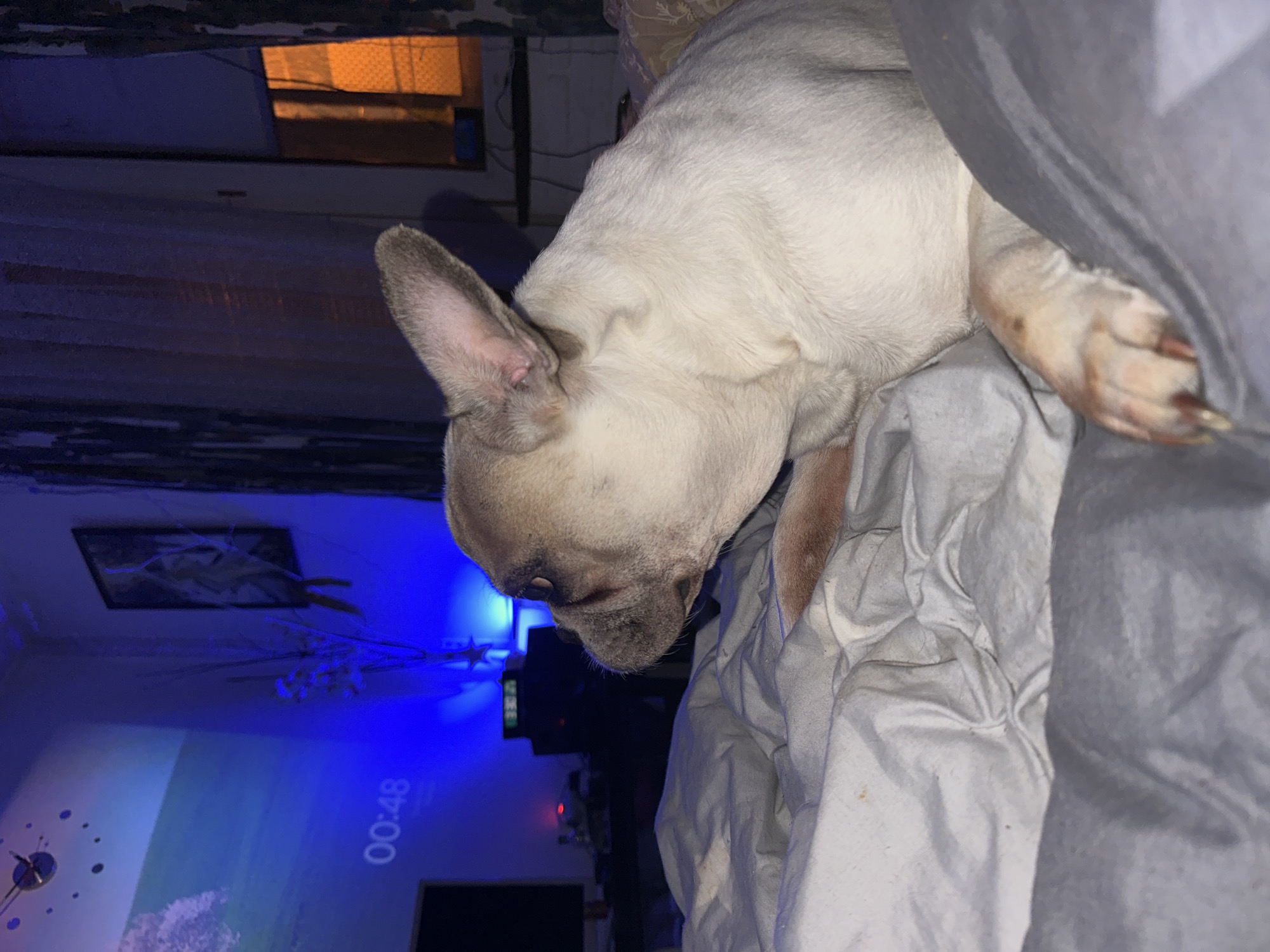 In a dimly lit room, a French bulldog lies on a rumpled bed covered with gray and white linens. The room's walls are painted blue, illuminated by a projector displaying an abstract image of trees and a clock showing 00:48. A dark framed picture hangs on the wall, along with a vase containing dried branches. To the right, blue curtains partially obscure a window with an orange-lit pane. The dog's face is turned to the left, with its ears perked. The overall scene suggests a domestic setting in Moscow, Russia, at night.
